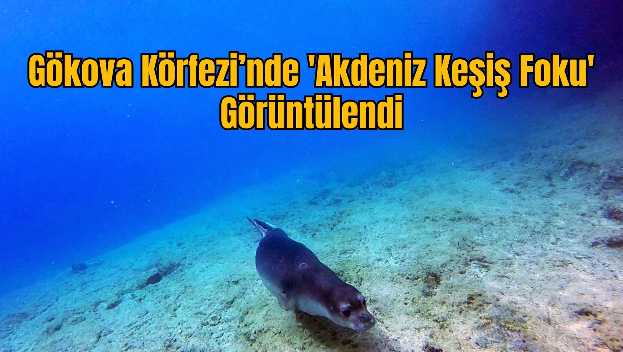 Gökova Körfezi’nde 'Akdeniz Keşiş Foku' Görüntülendi