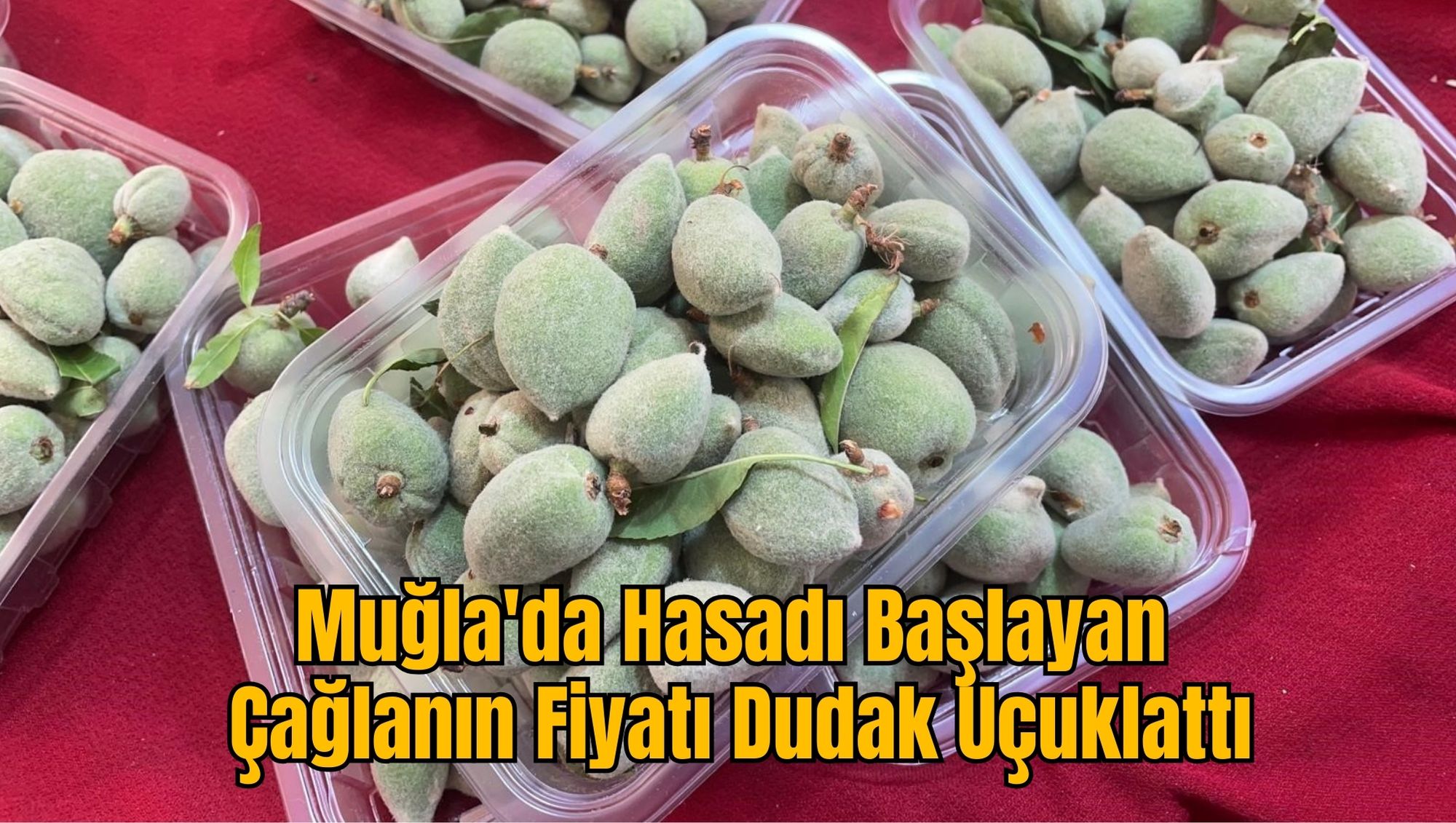 Muğla'da Hasadı Başlayan Çağlanın Fiyatı Dudak Uçuklattı