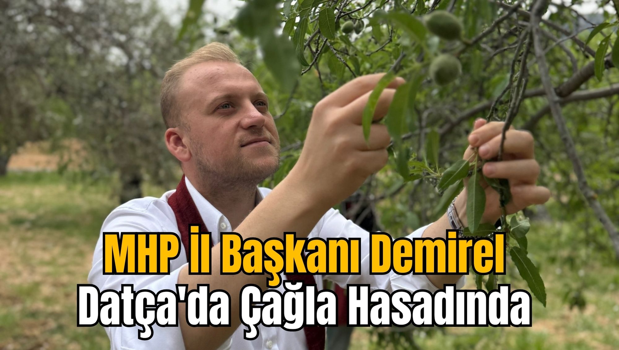 MHP İl Başkanı Demirel Datça'da Çağla Hasadında