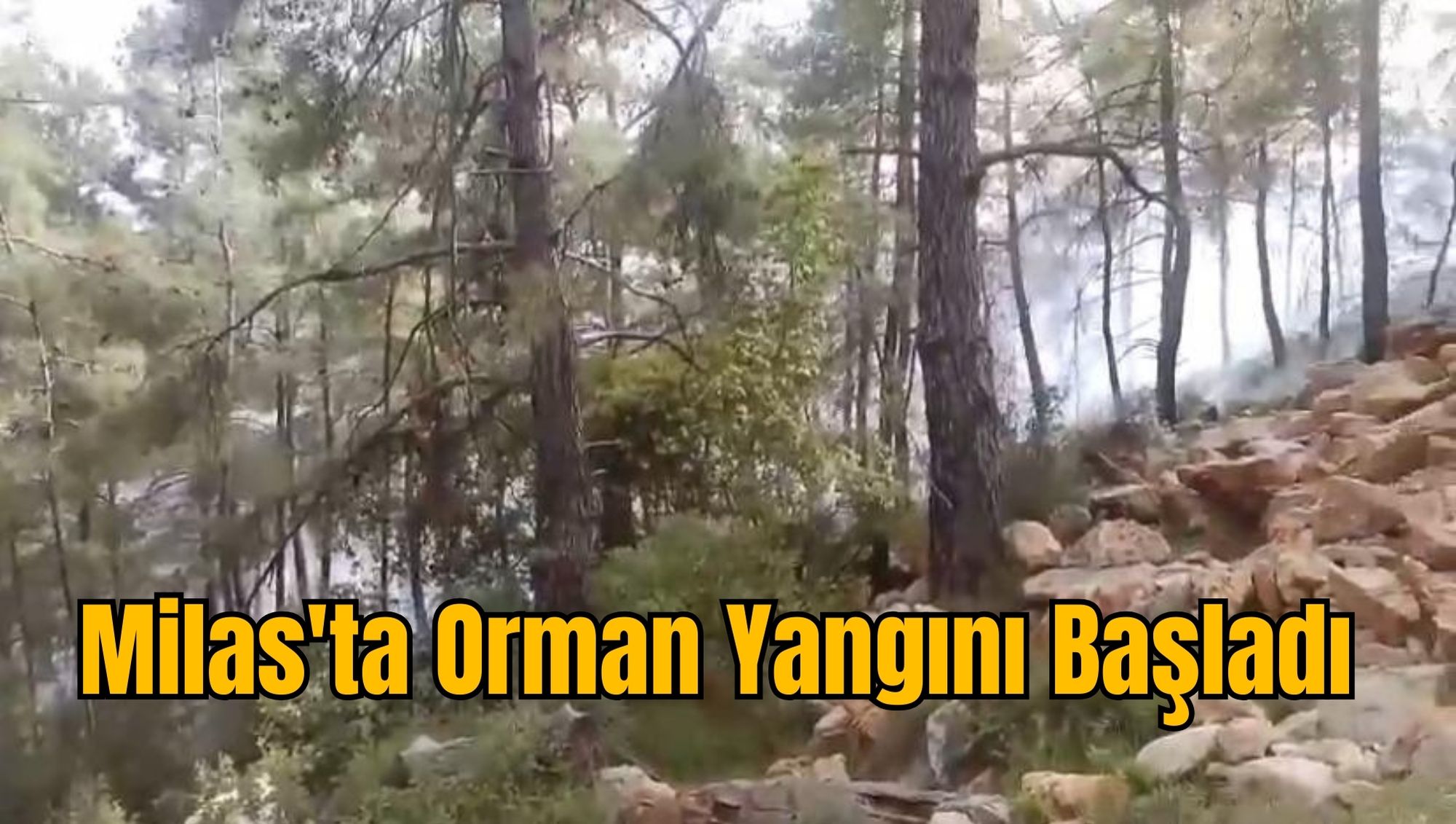 Milas'ta Orman Yangını Başladı