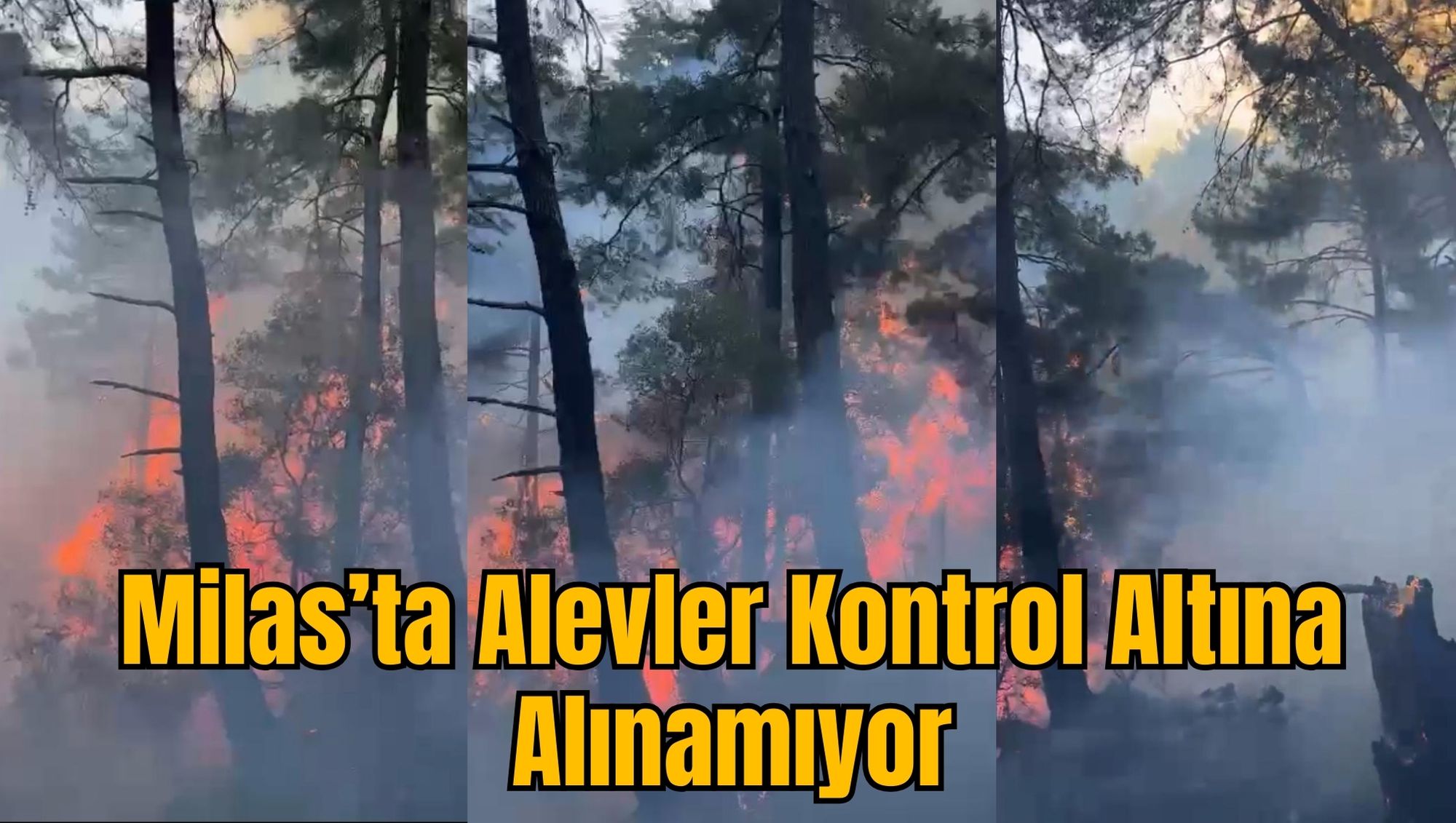 Milas'ta Alevler Kontrol Altına Alınamıyor