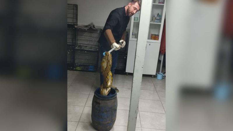 Yolcu Otobüsünde Karton Kutudan Piton Çıktı