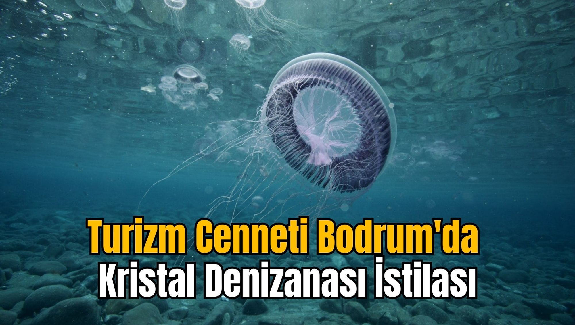 Turizm Cenneti Bodrum'da Kristal Denizanası İstilası