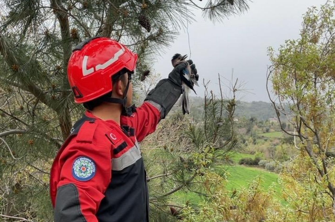 Seydikemer'de İtfaiye Ekiplerinden Kuş Kurtarma Operasyonu