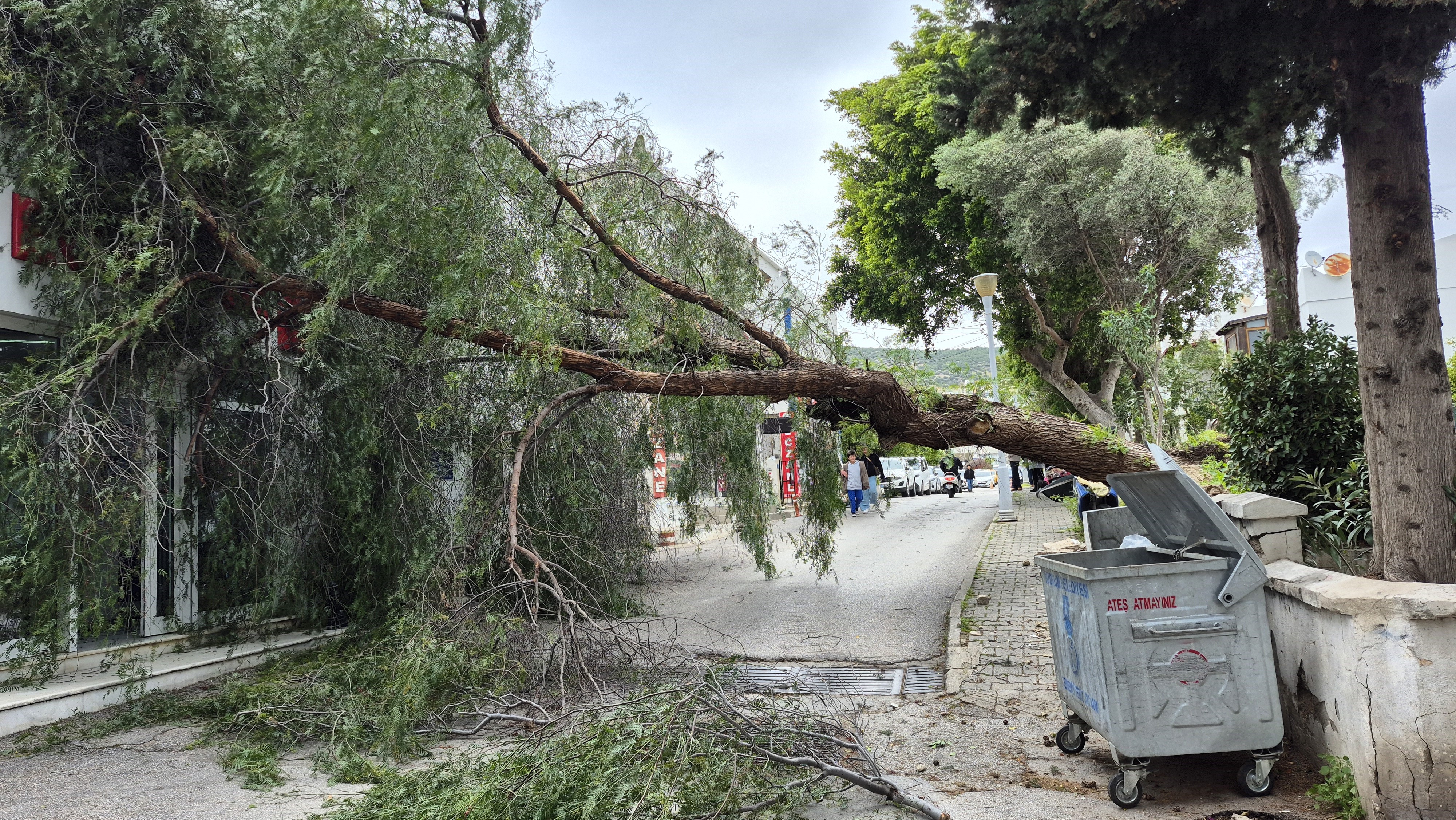 Bodrum'da Şiddetli Fırtına Ağaçları Devirdi, Feribot Seferleri İptal Edildi