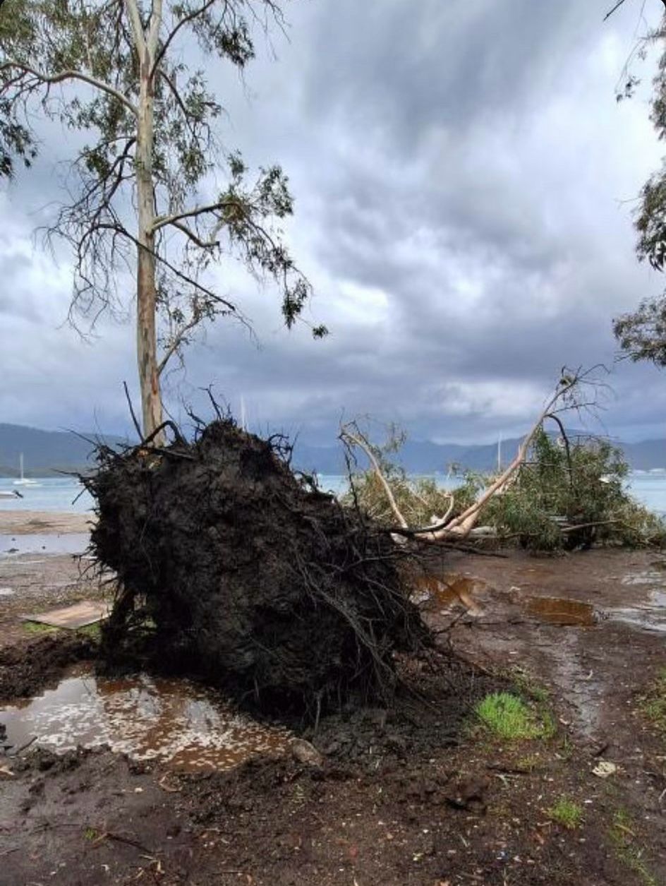 Marmaris'te Rüzgarın Etkisiyle Ağaç Aracın İçindeki Çiftin Üzerine Düştü