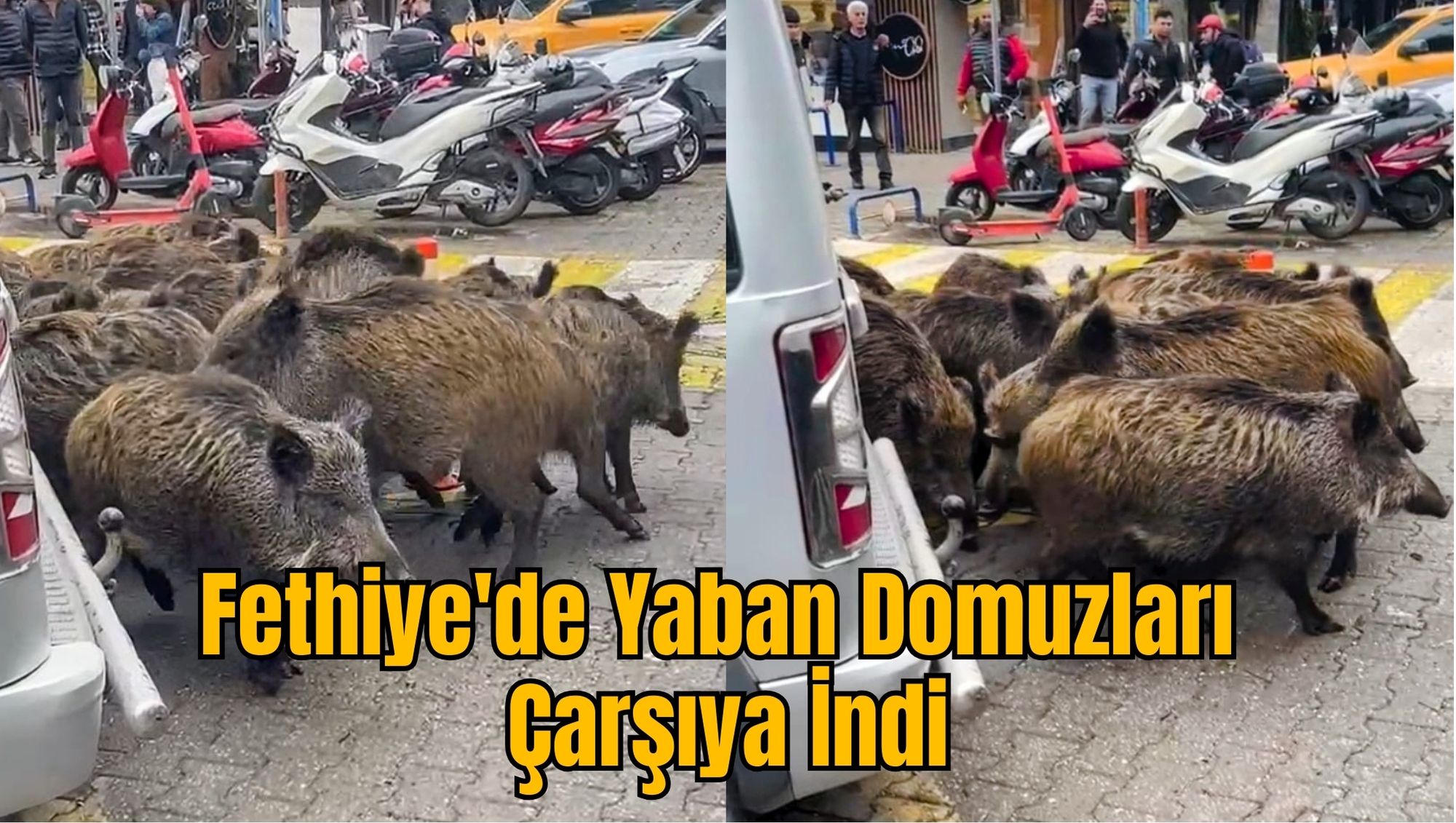 Fethiye'de Yaban Domuzları Çarşıya İndi