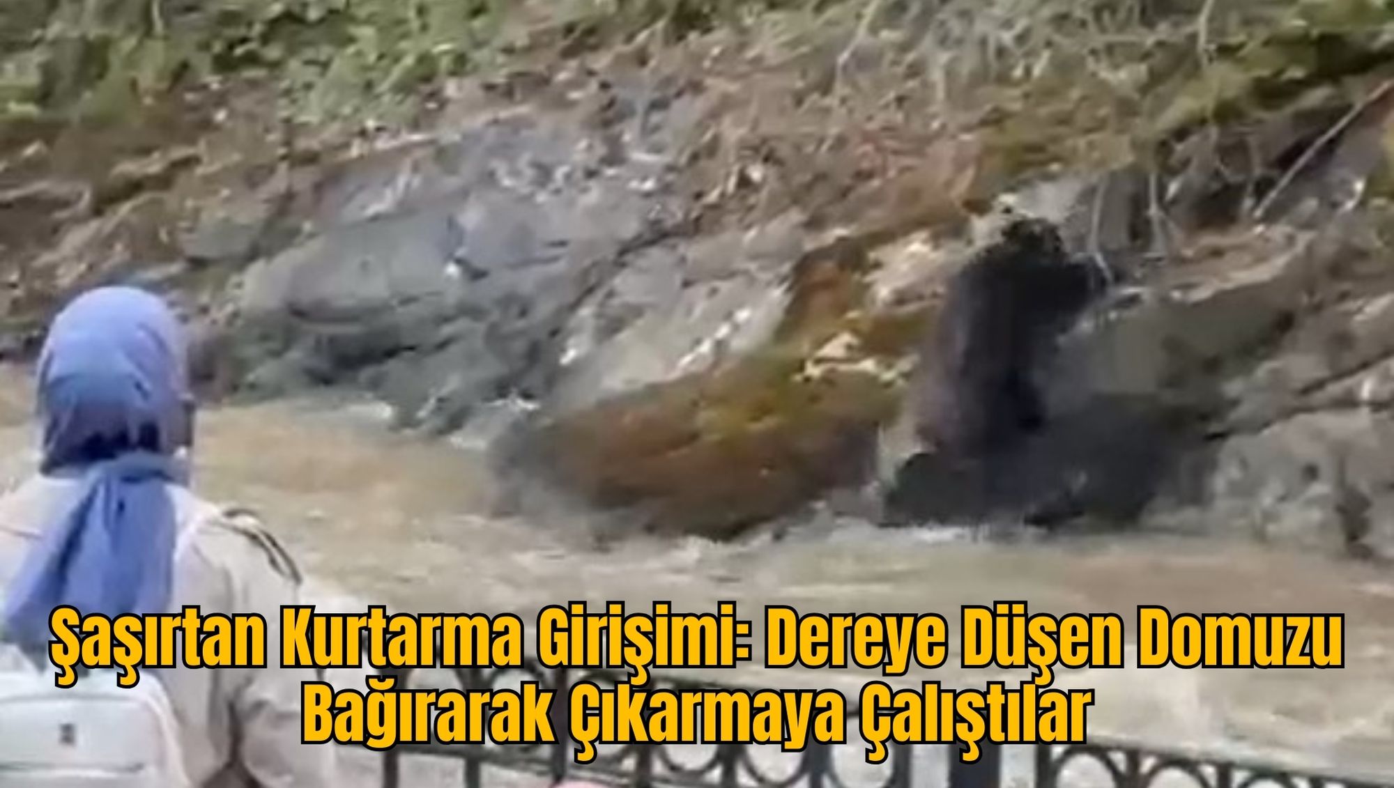 Şaşırtan Kurtarma Girişimi: Dereye Düşen Domuzu Bağırarak Çıkarmaya Çalıştılar
