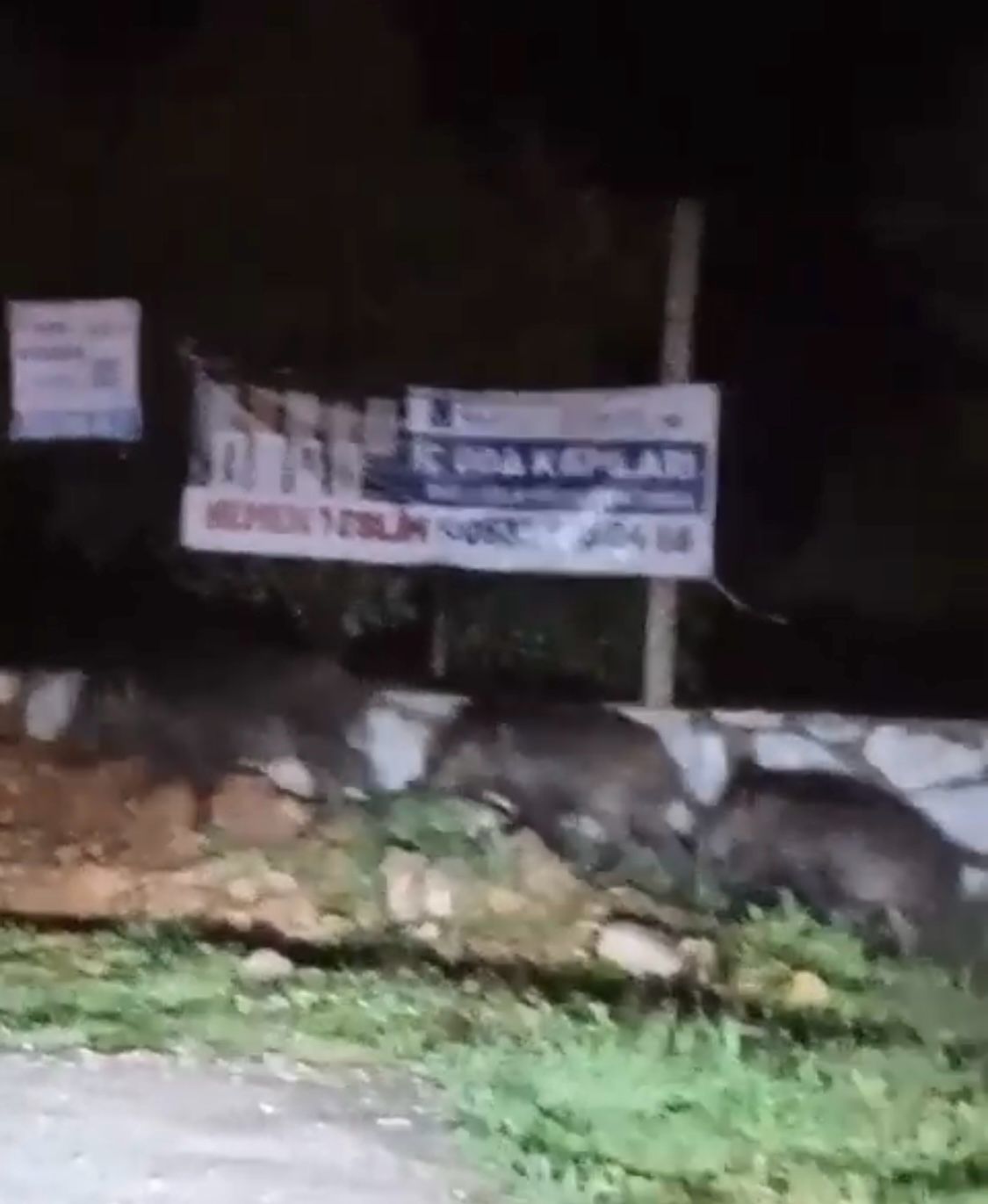 Muğla Kötekli Kız Yurdu Önünde Domuz Sürüsü Görüntülendi