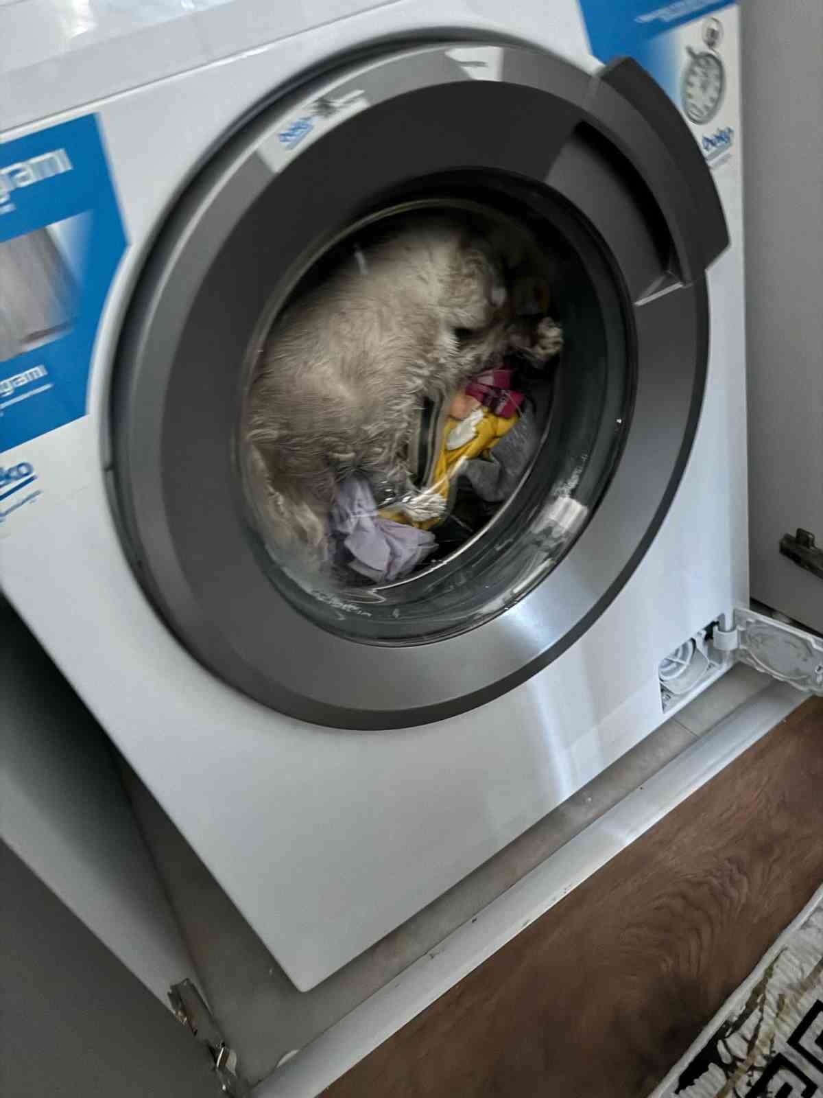 Çamaşır Makinesine Mahsur Kalan Kedi İtfaiye Ekiplerince Kurtarıldı