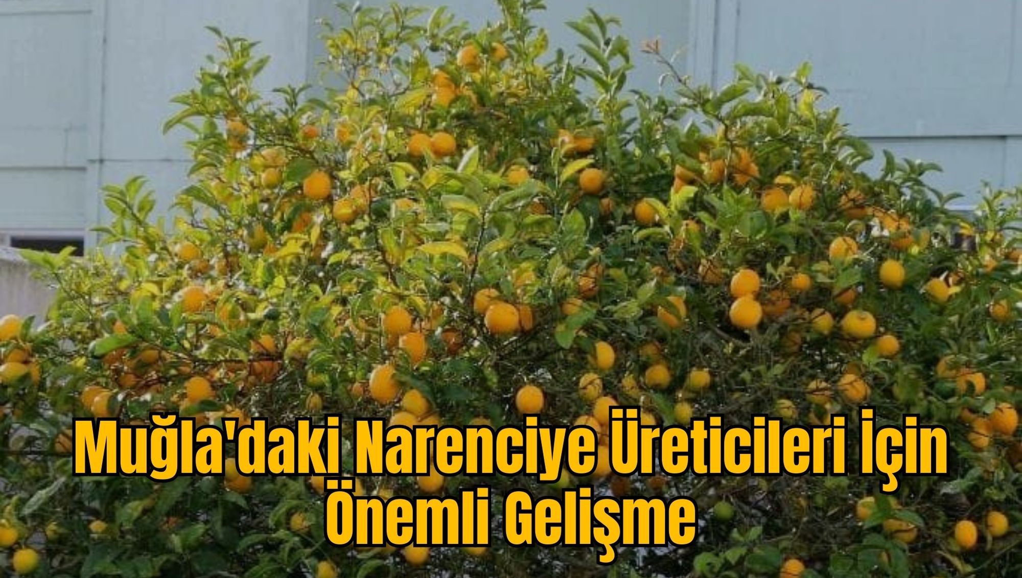 Muğla'daki Narenciye Üreticileri İçin Önemli Gelişme