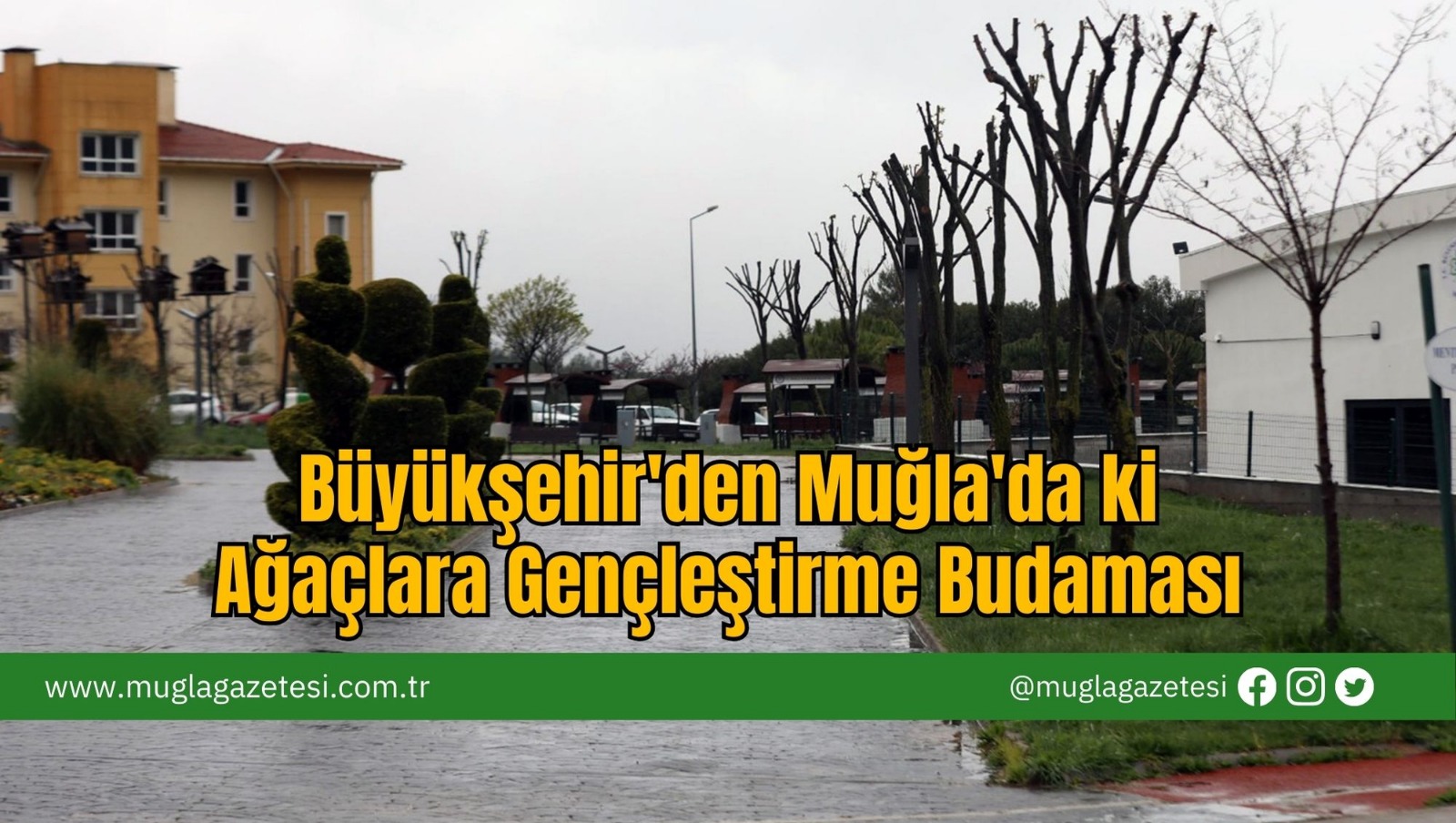 Büyükşehir'den Muğla'da ki Ağaçlara Gençleştirme Budaması