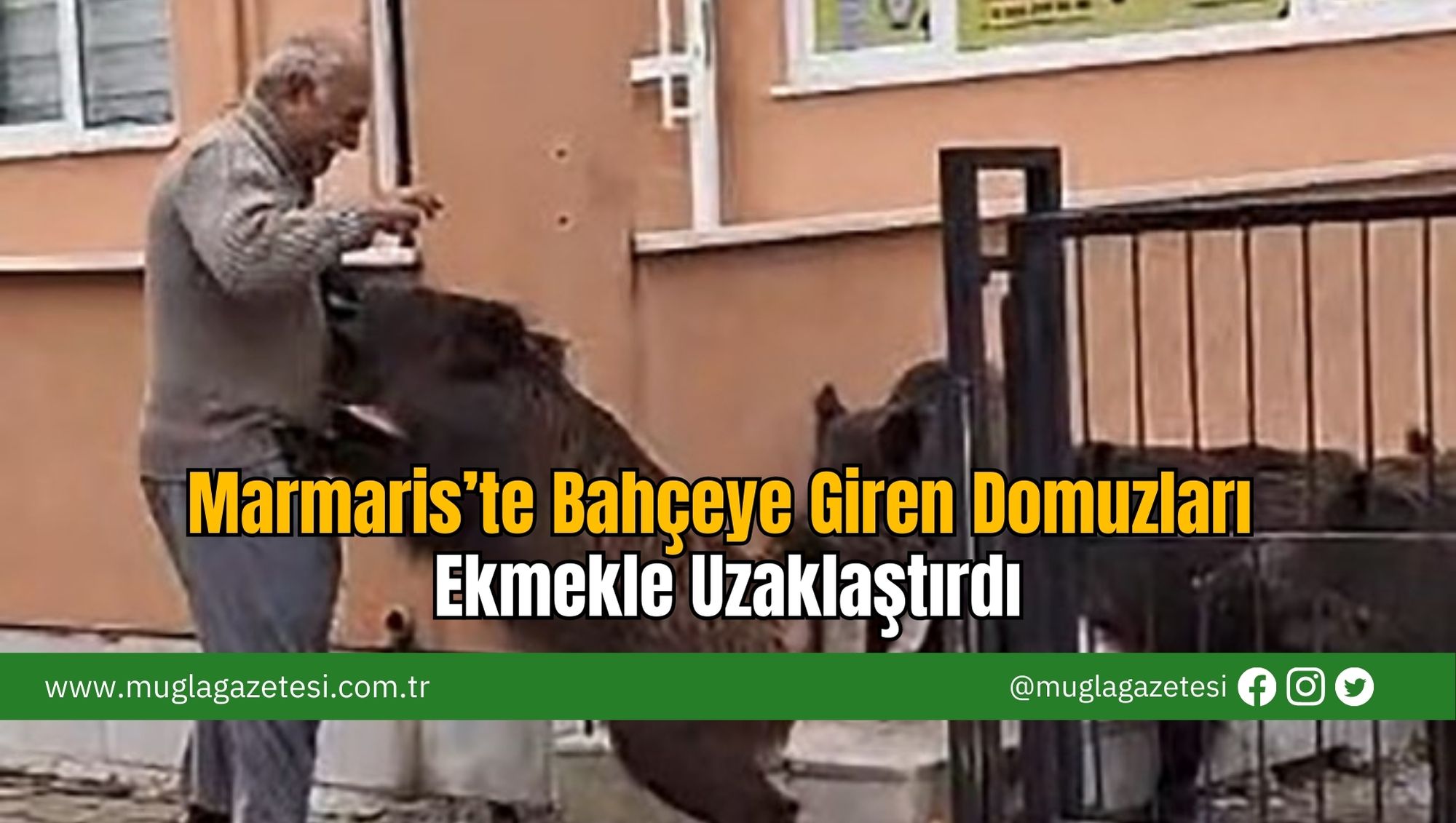 Marmaris’te Bahçeye Giren Domuzları Ekmekle Uzaklaştırdı