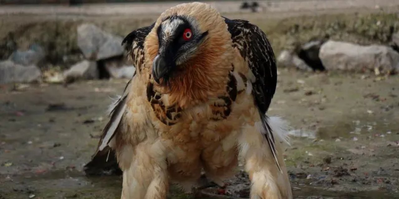 Türkiye’de Nadir Görülen Sakallı Akbaba 3 Metrelik Kanat Açıklığıyla Göz Kamaştırıyor
