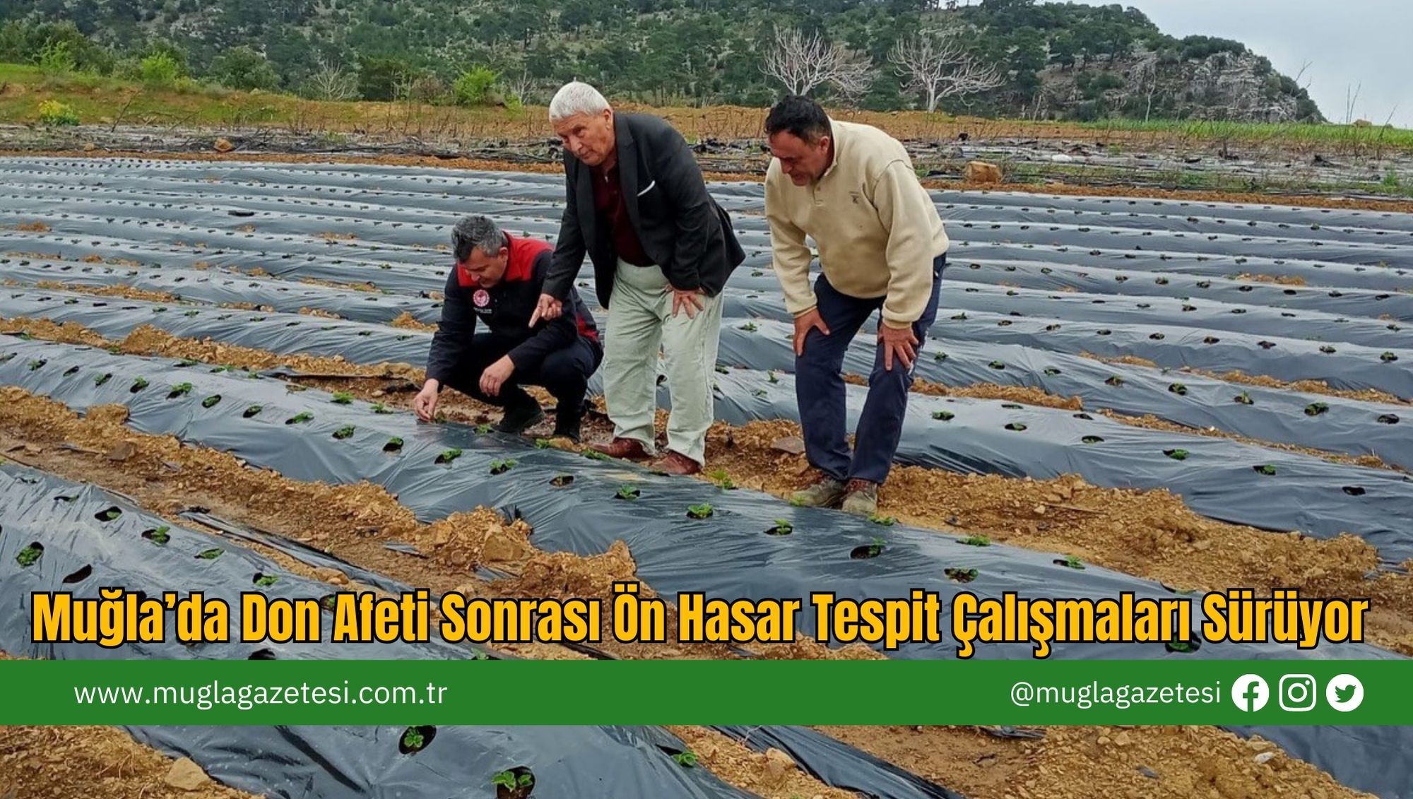Muğla’da Don Afeti Sonrası Ön Hasar Tespit Çalışmaları Sürüyor