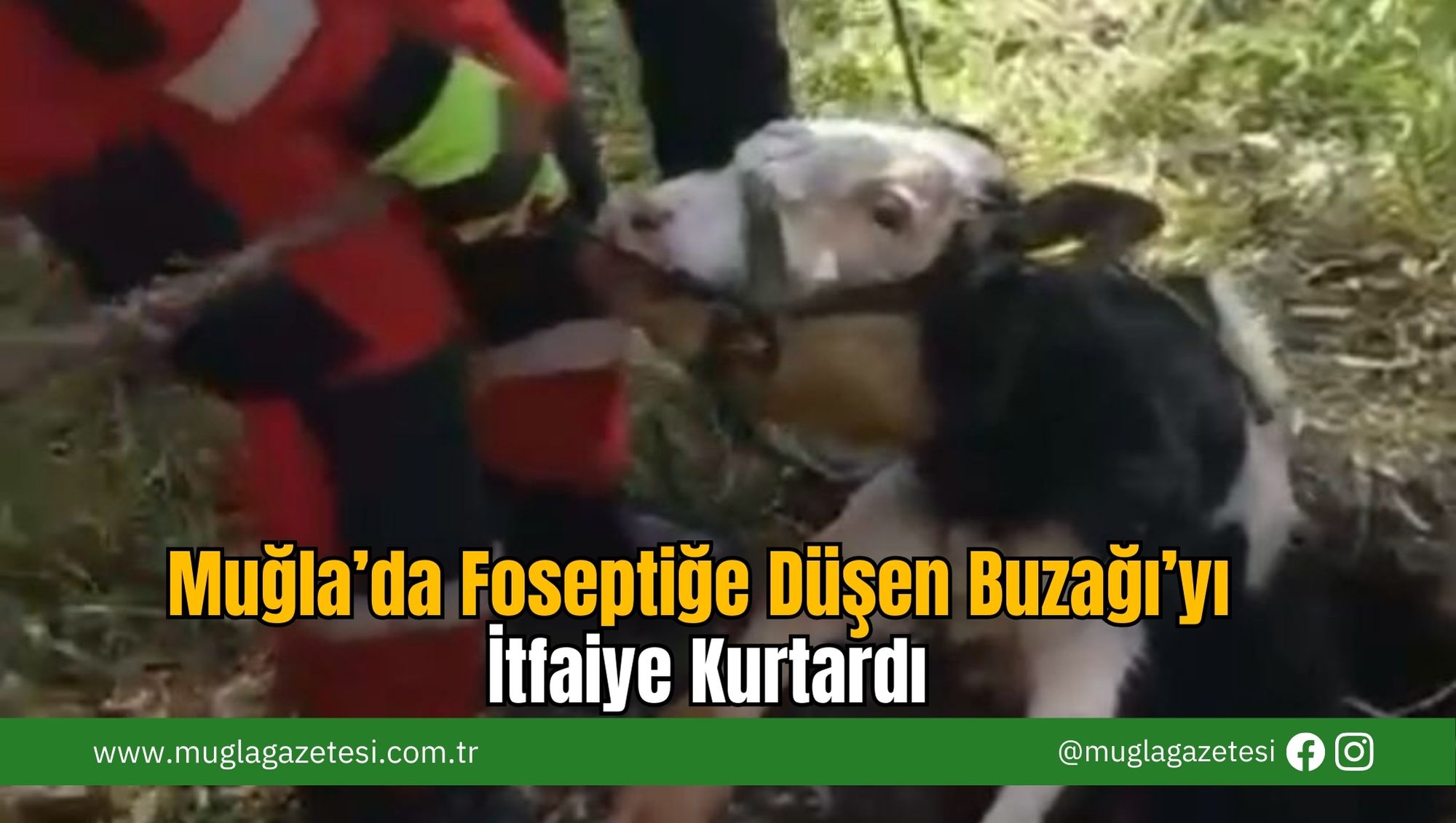 Muğla’da Foseptiğe Düşen Buzağı’yı İtfaiye Kurtardı