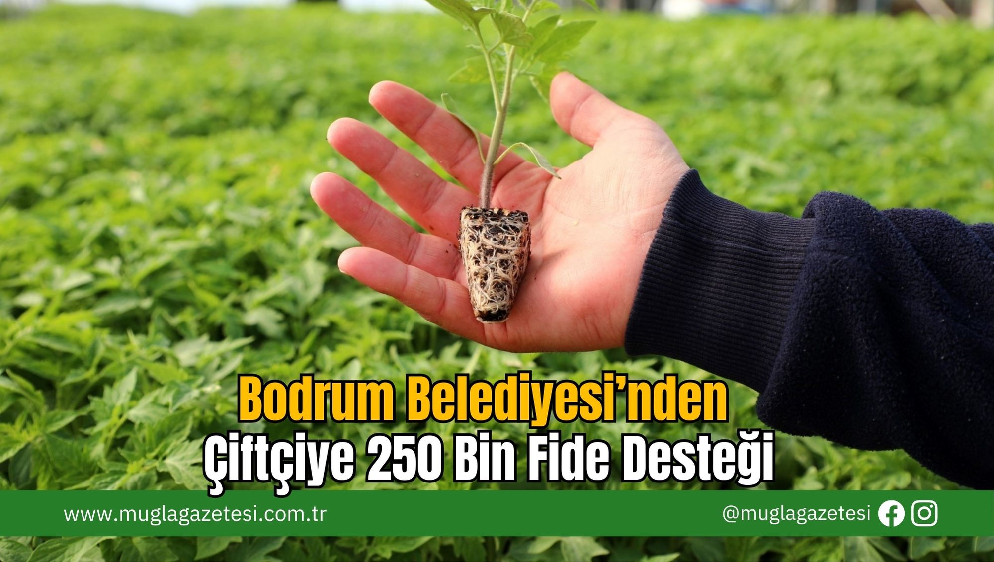 Bodrum Belediyesi’nden Çiftçiye 250 Bin Fide Desteği