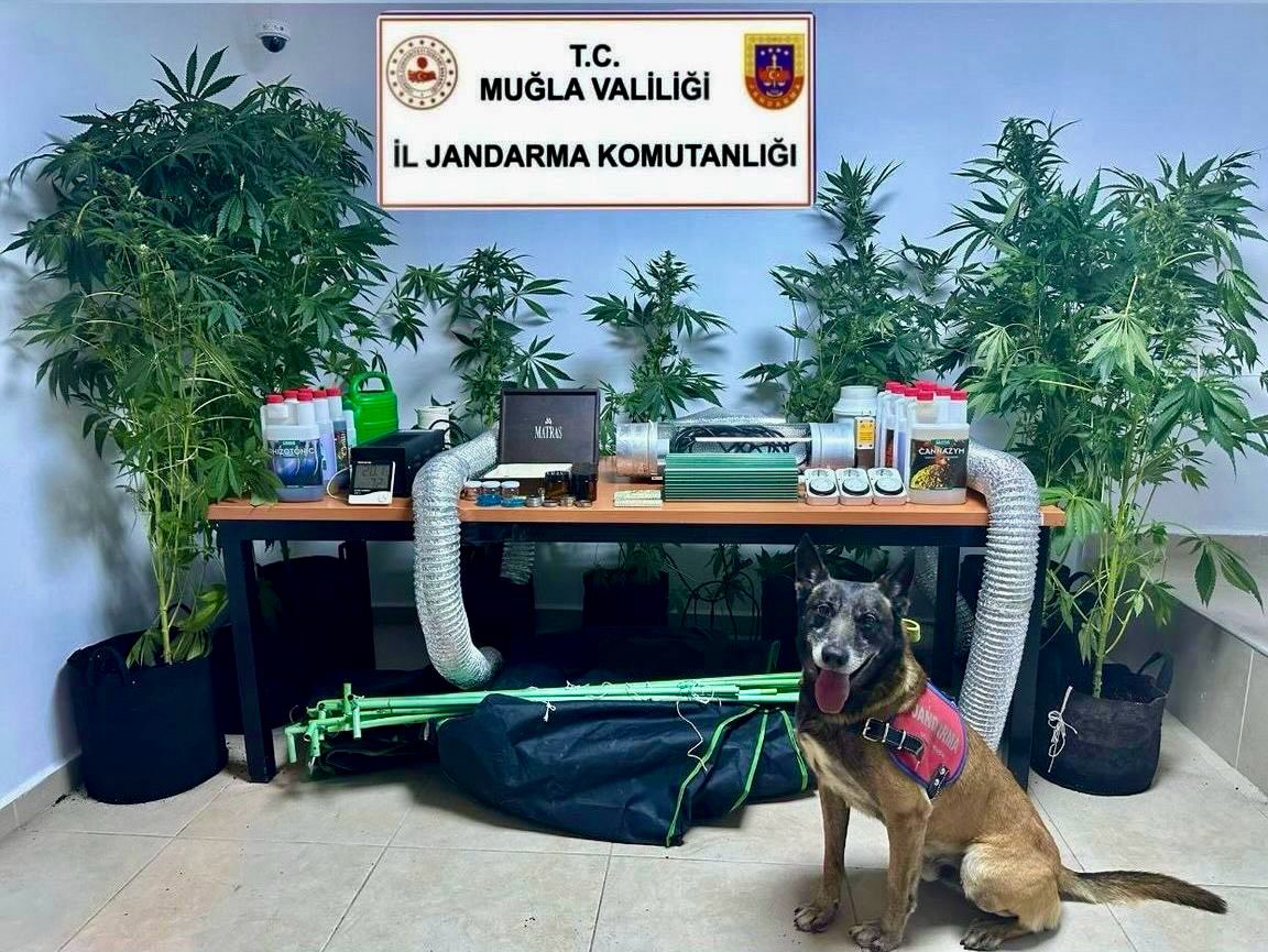 Jandarmadan Operasyon: Bodrum'da Evde Kenevir Serası