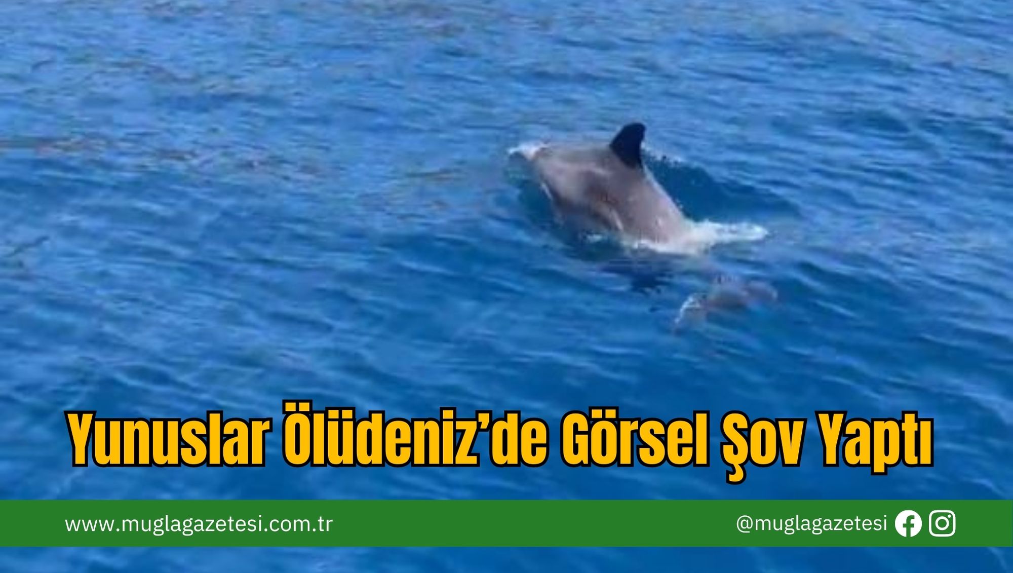 Yunuslar Ölüdeniz’de Görsel Şov Yaptı