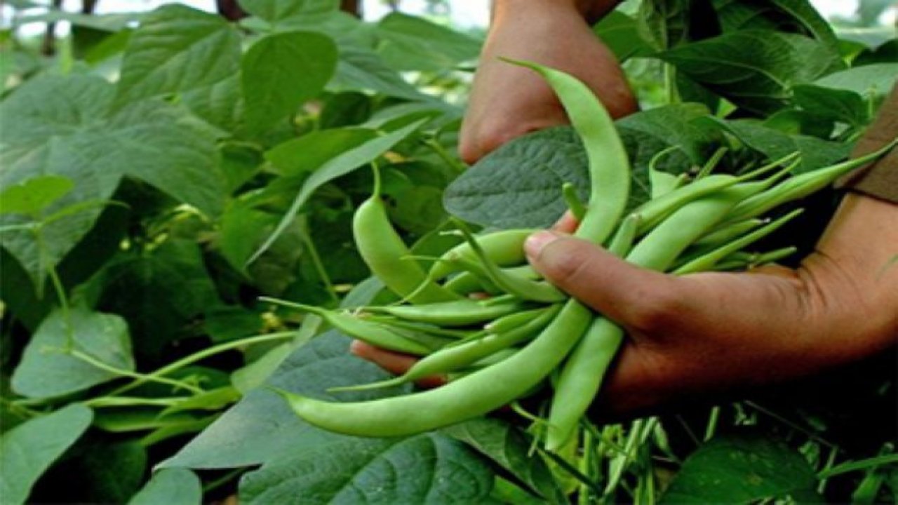 Şubat ayının zam şampiyonu  Taze Fasulye