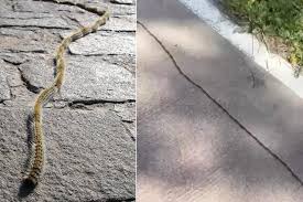 İlk Kez Görüldü: Dokunanı Zehirliyor, Solunumu Etkiliyor