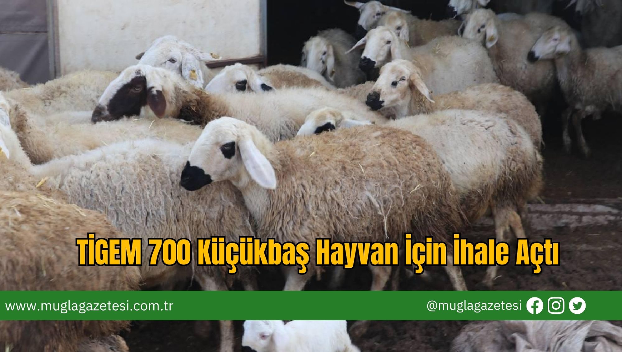 TİGEM 700 Küçükbaş Hayvan İçin İhale Açtı