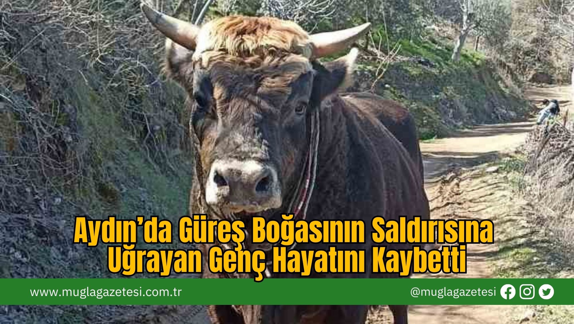 Aydın’da Güreş Boğasının Saldırısına Uğrayan Genç Hayatını Kaybetti