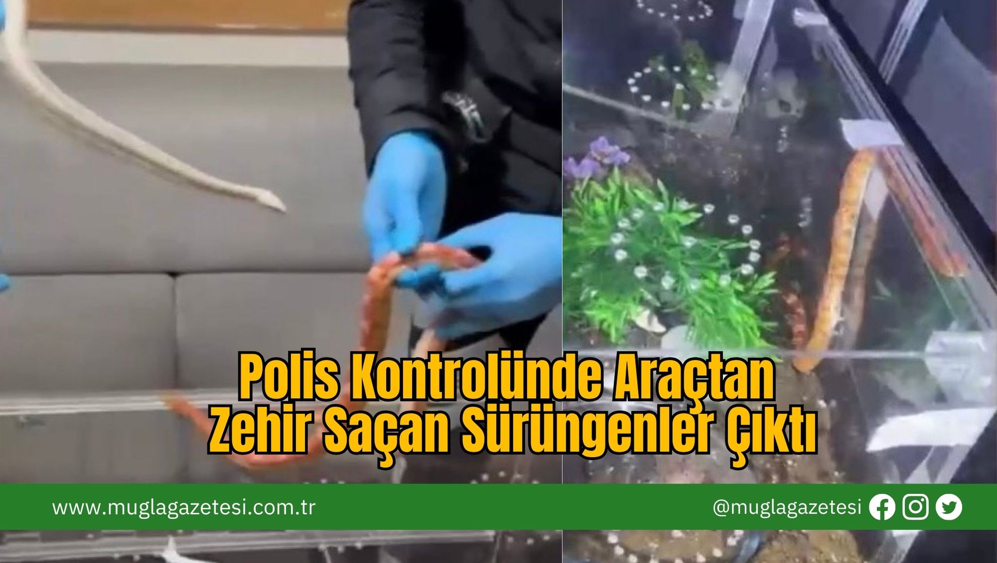 Polis Kontrolünde Araçtan Zehir Saçan Sürüngenler Çıktı