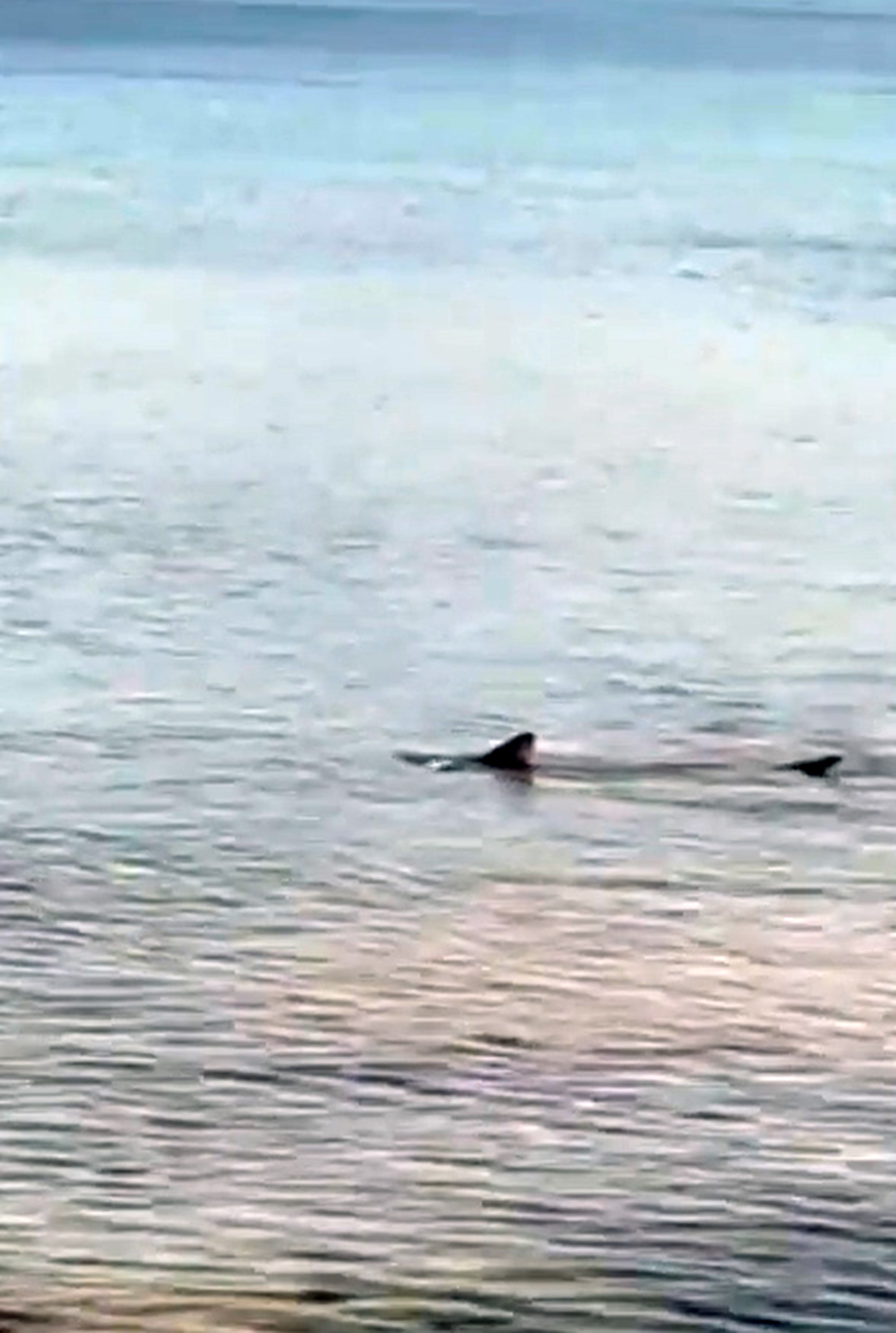 Datça’da Denize Girenlere Uyarı: Köpek Balıkları İskele Yakınında Görüldü