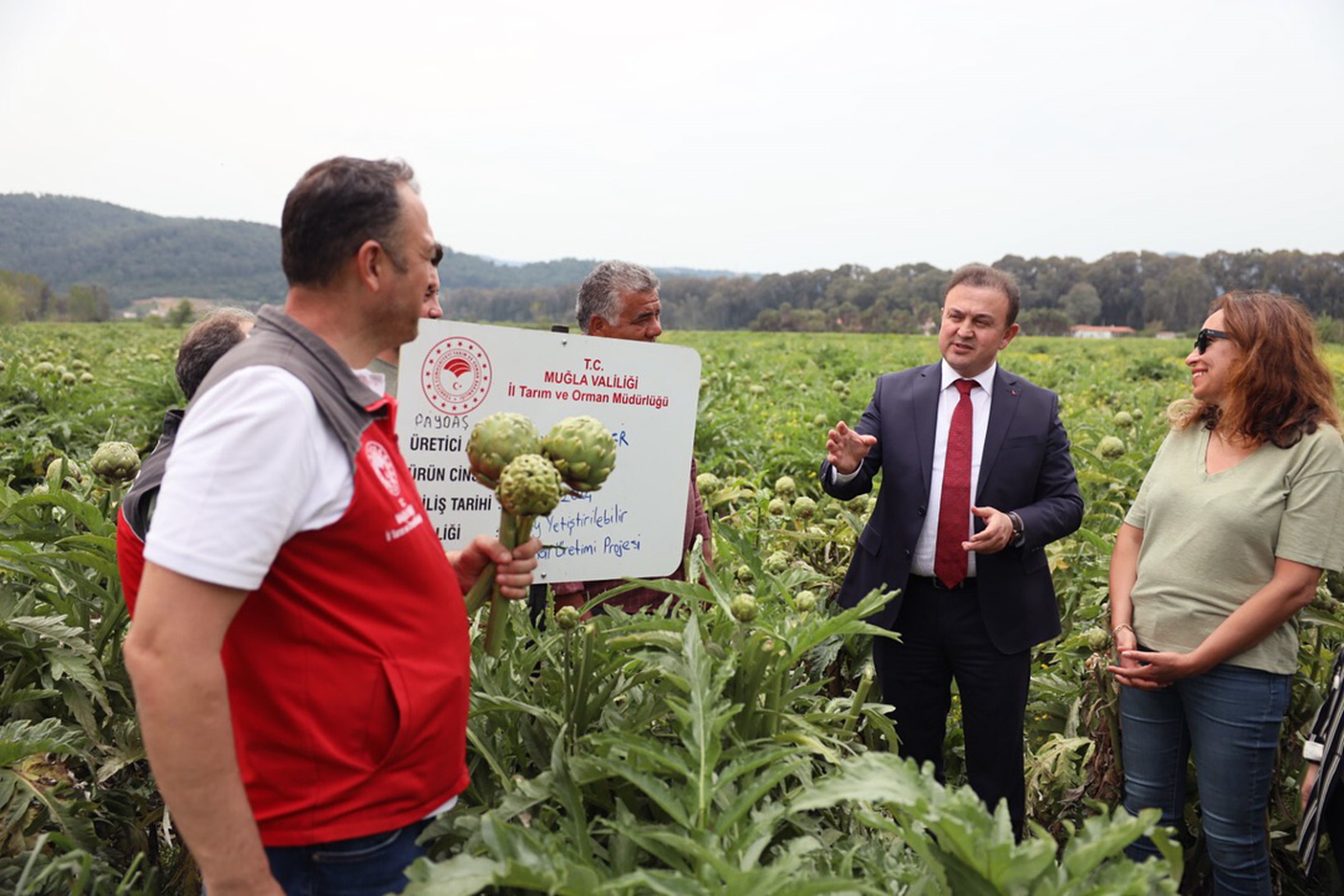Muğla’da 70 Dekarda Hibrit Enginar Hasadı Gerçekleştirildi