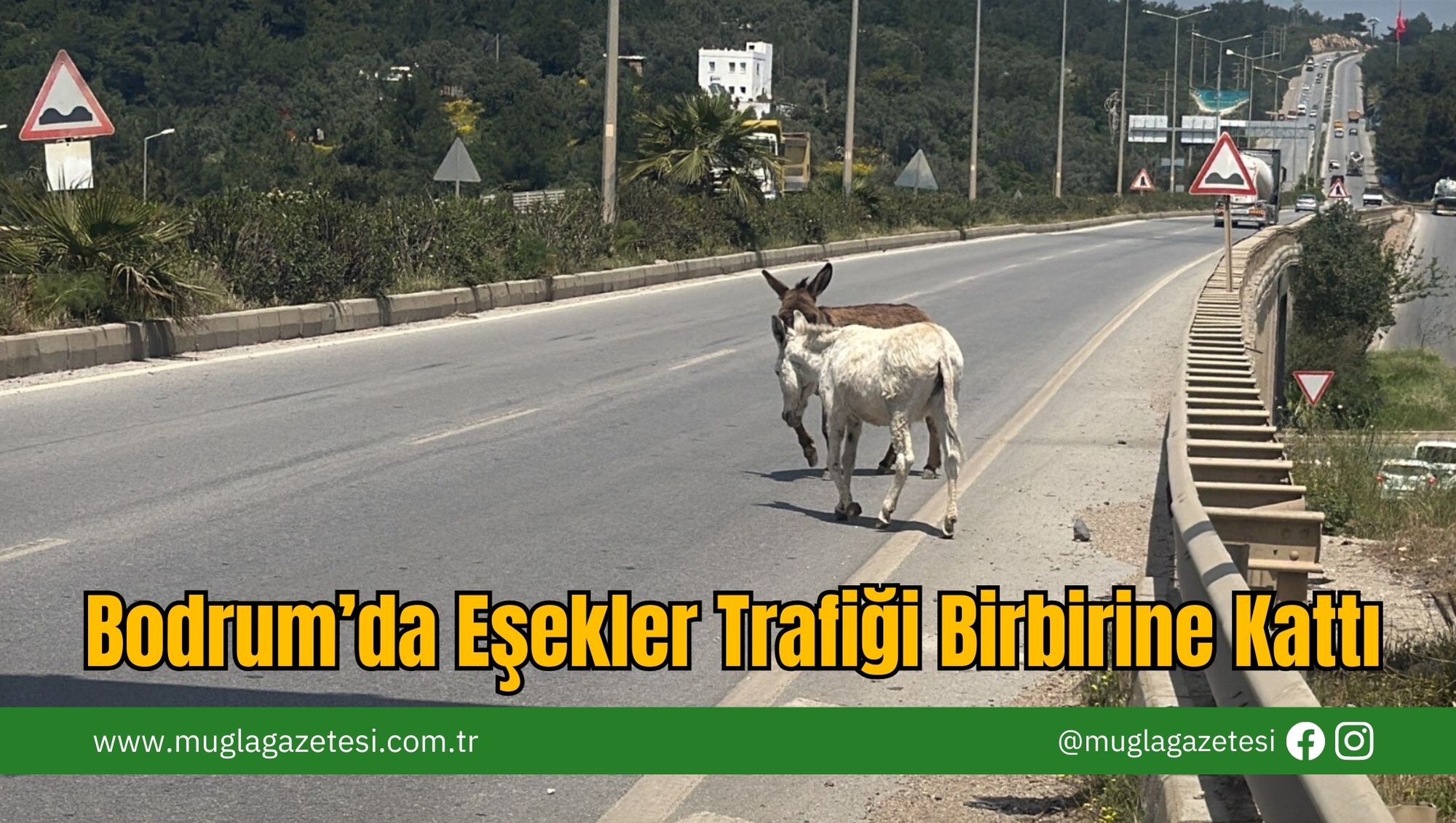 Bodrum’da Eşekler Trafiği Birbirine Kattı