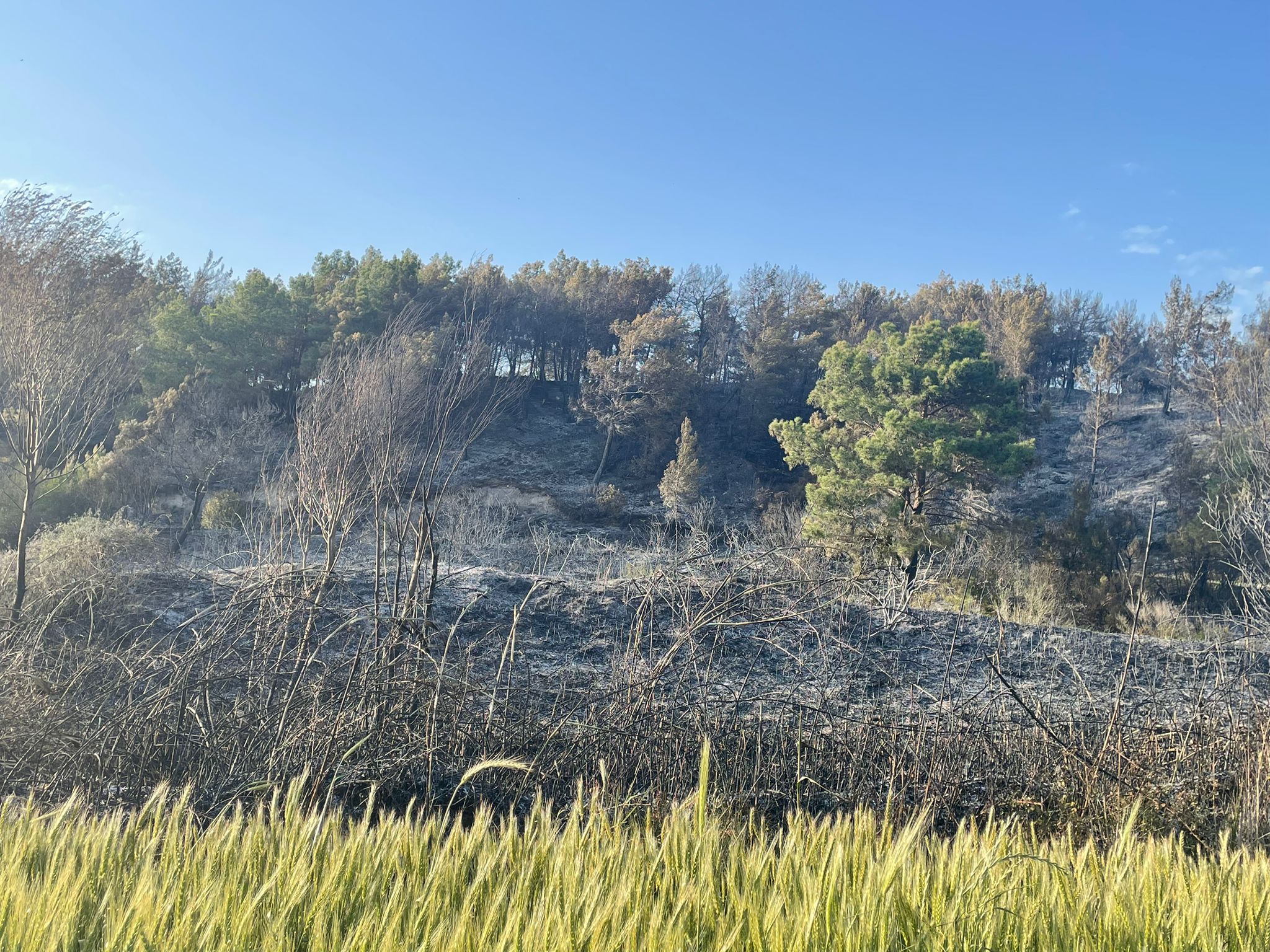 Seydikemer'de Alevlerle Mücadele: 20 Dönüm Orman Zarar Gördü