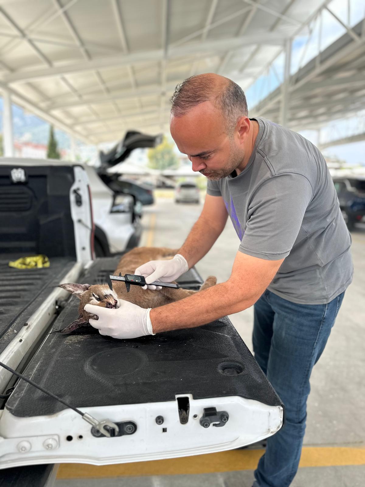 Muğla’da Yine Aynı Nokta: Bir Karakulak Daha Trafikte Öldü