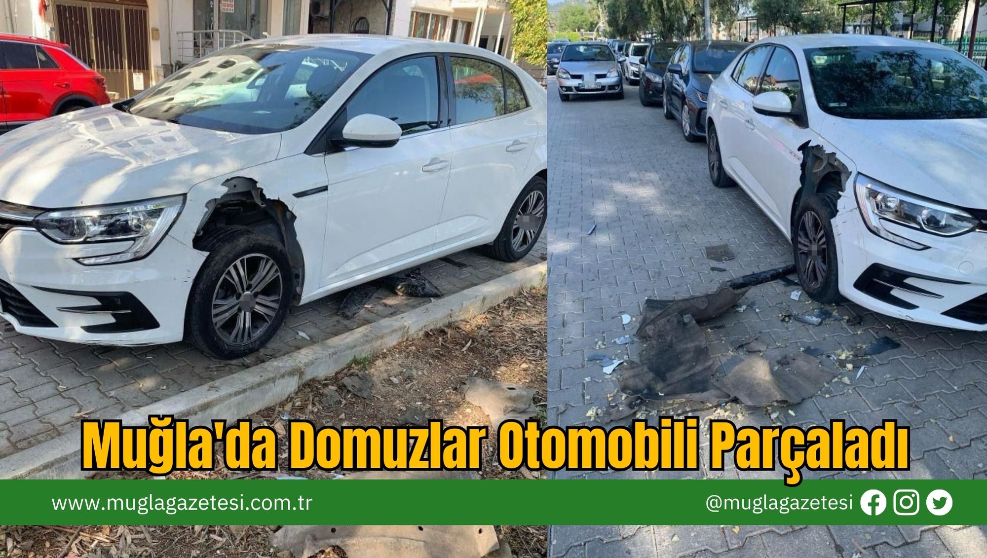Muğla'da Domuzlar Otomobili Parçaladı