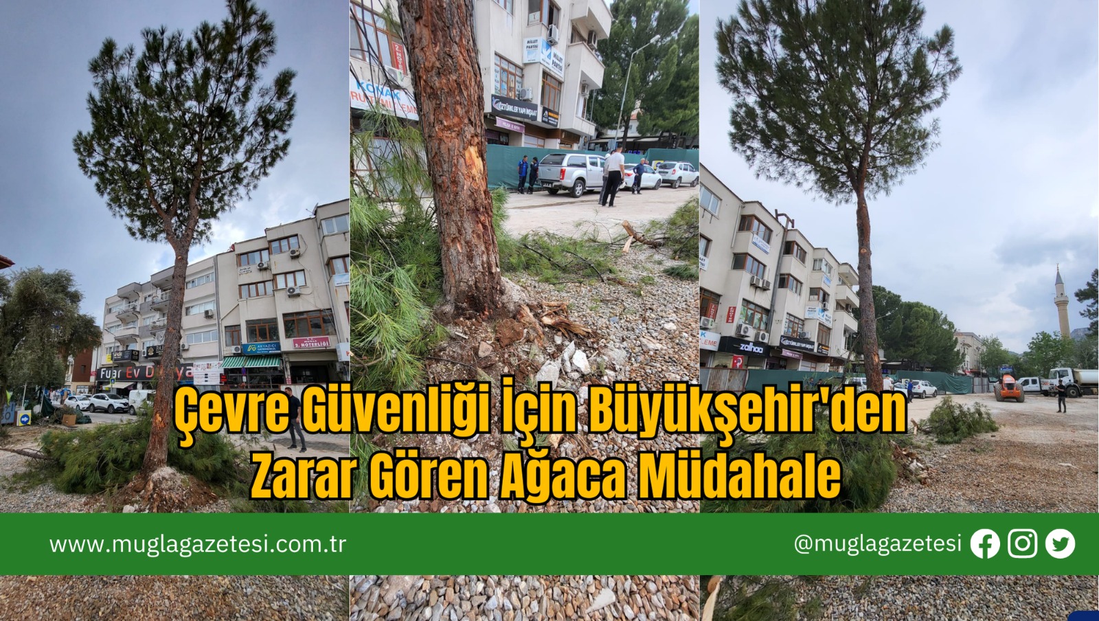 Çevre Güvenliği İçin Büyükşehir'den Zarar Gören Ağaca Müdahale