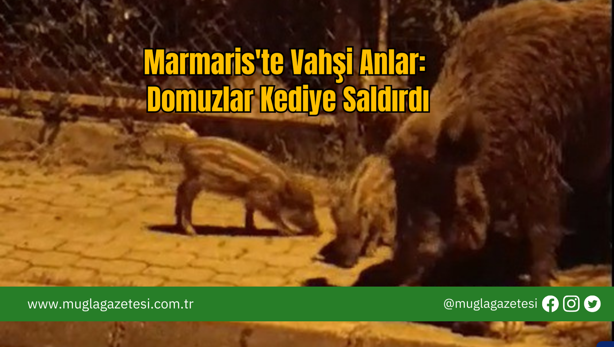 Marmaris'te Vahşi Anlar: Domuzlar Kediye Saldırdı