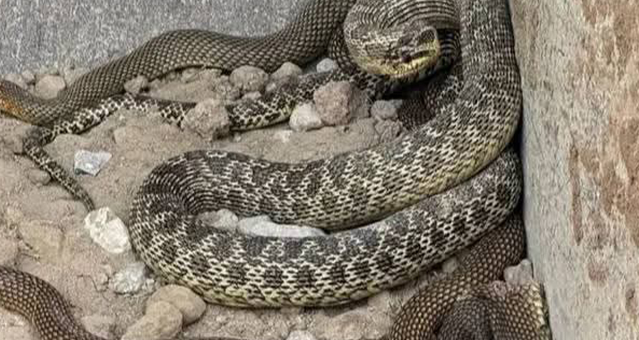 Kepçe operatörü toprak kazarken 2,5 metrelik yılanla karşılaştı