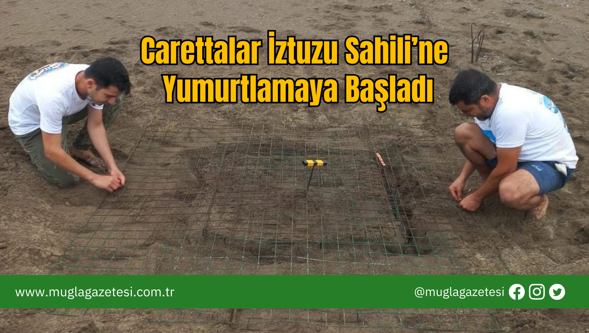 Carettalar İztuzu Sahili’ne Yumurtlamaya Başladı