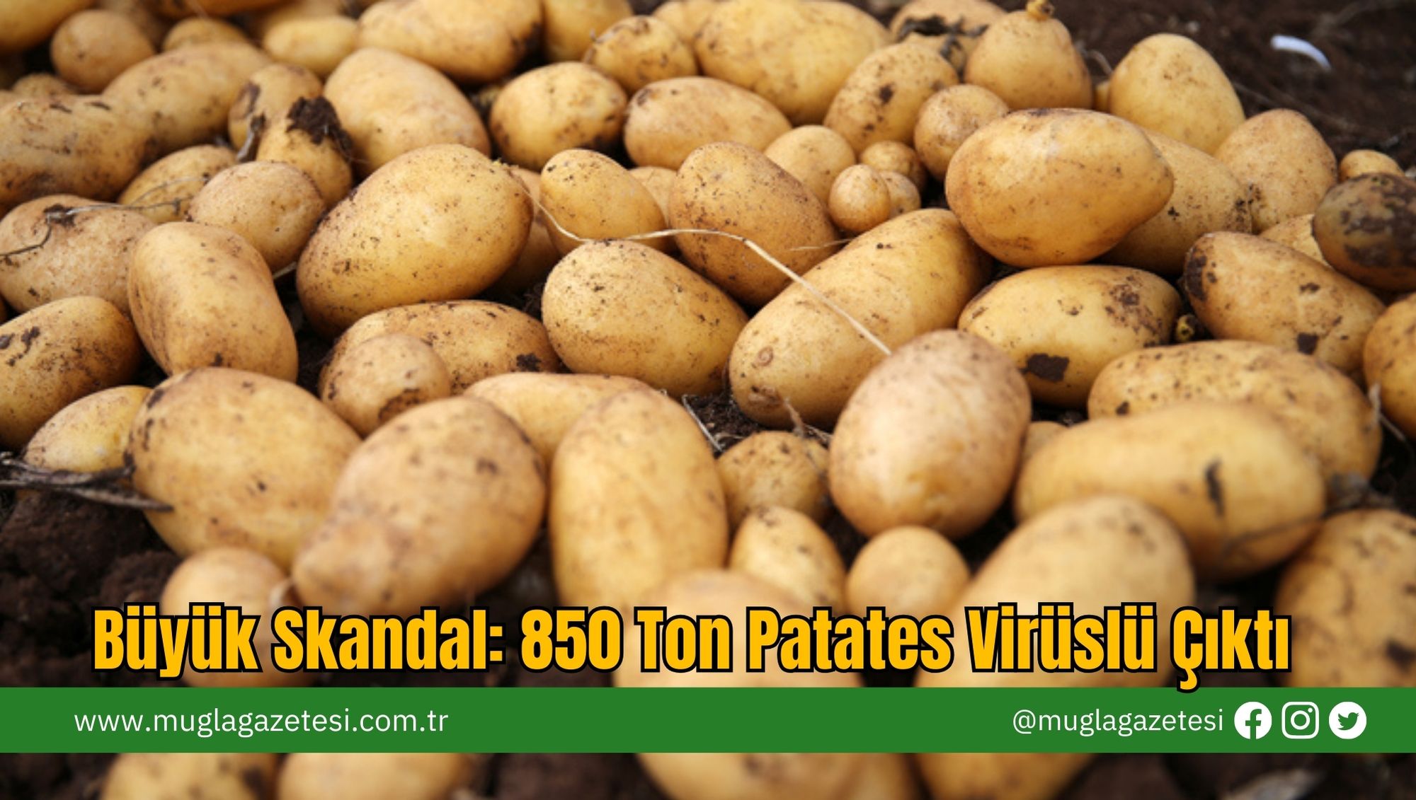 Büyük Skandal: 850 Ton Patates Virüslü Çıktı