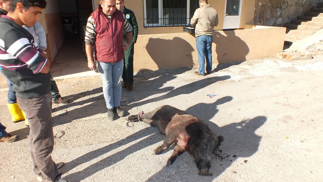yaralı domuz iğneyle uyutuldu
