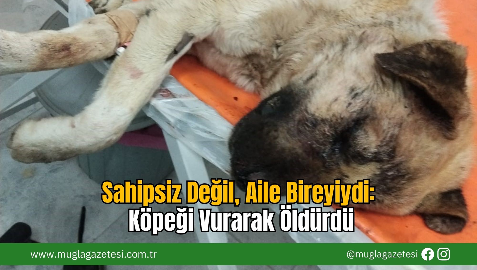Sahipsiz Değil, Aile Bireyiydi: Köpeği Vurarak Öldürdü