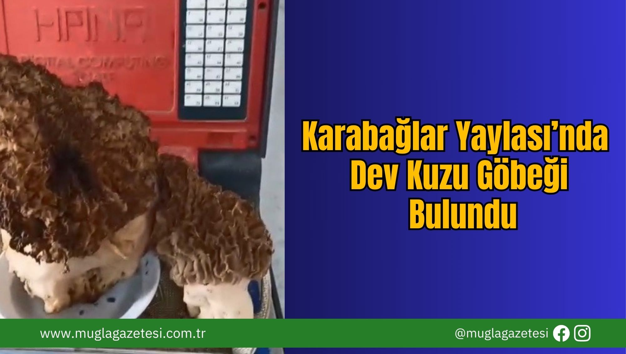 Karabağlar Yaylası’nda Dev Kuzu Göbeği Bulundu
