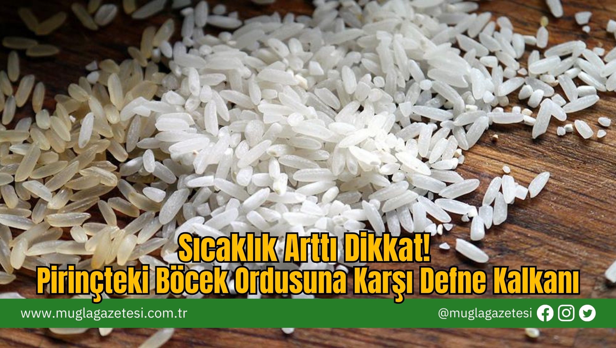 Sıcaklık Arttı Dikkat! Pirinçteki Böcek Ordusuna Karşı Defne Kalkanı