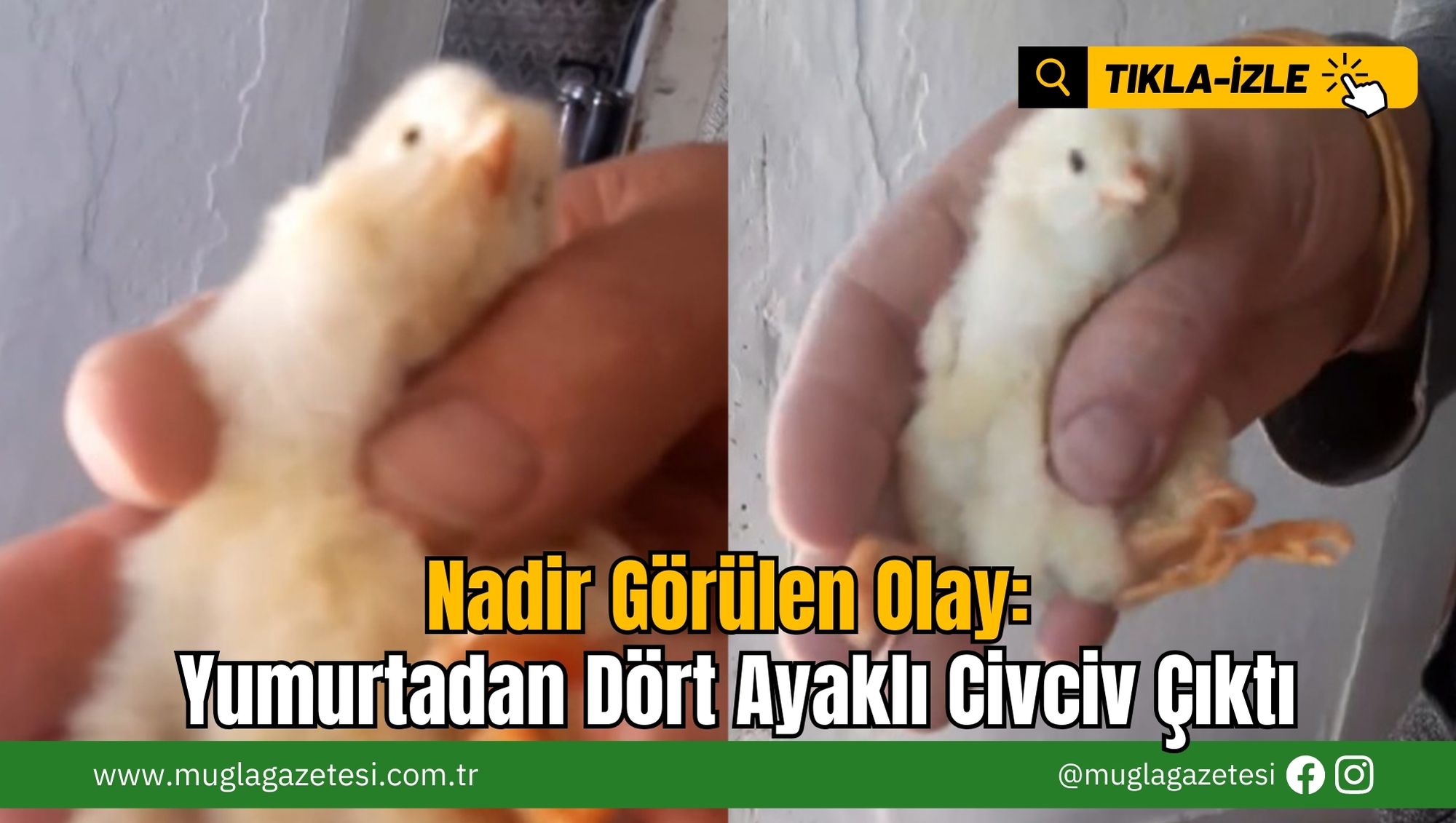 Nadir Görülen Olay: Yumurtadan Dört Ayaklı Civciv Çıktı