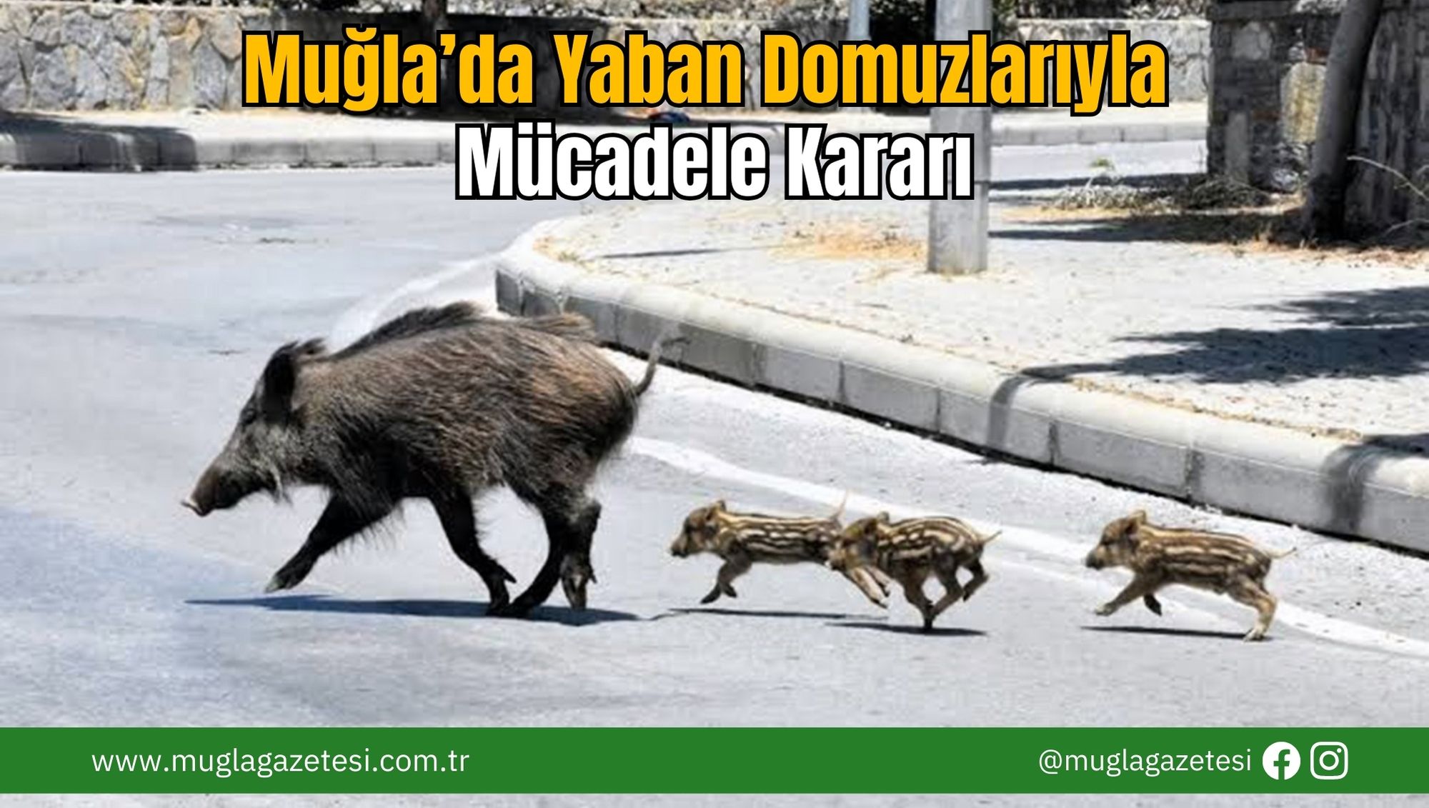 Muğla’da Yaban Domuzlarıyla Mücadele Kararı