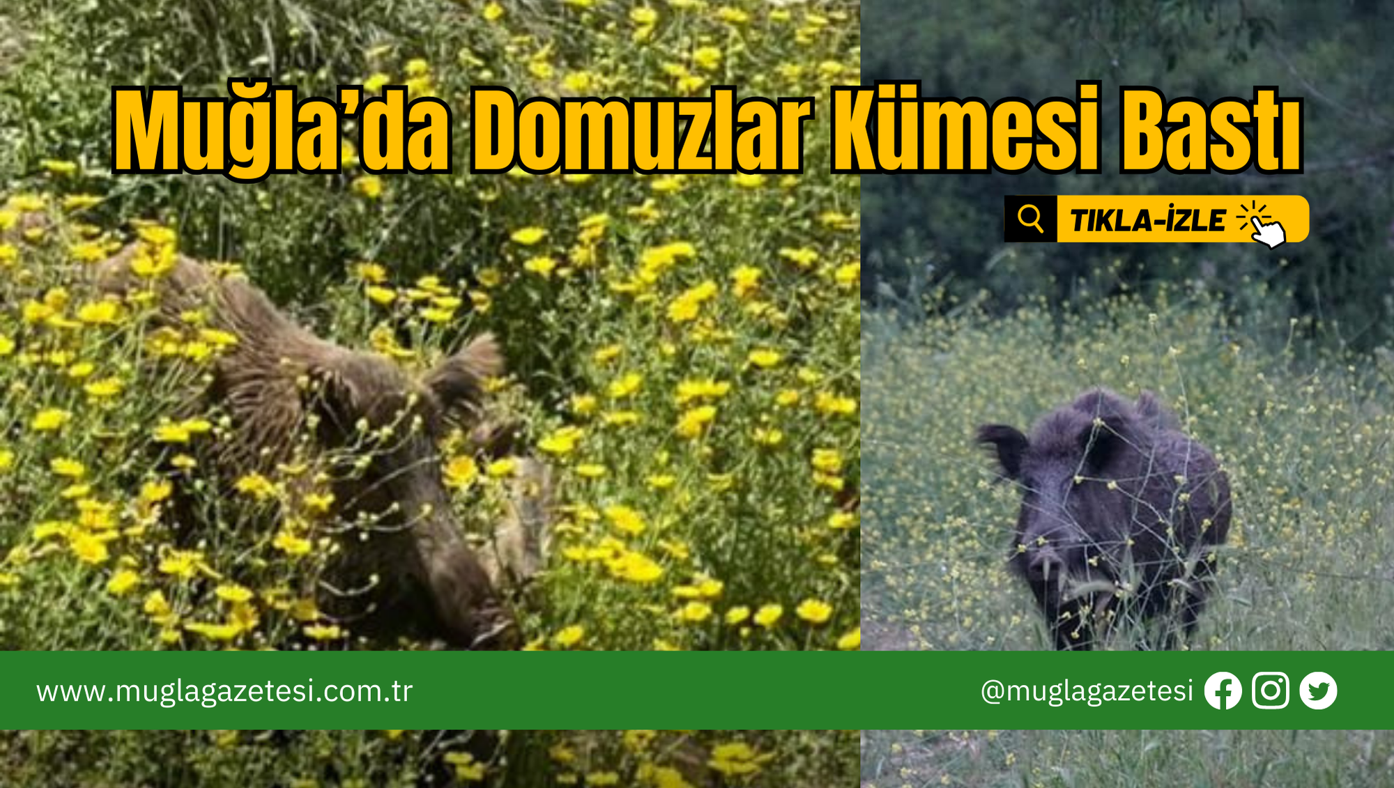 Muğla’da Domuzlar Kümesi Bastı
