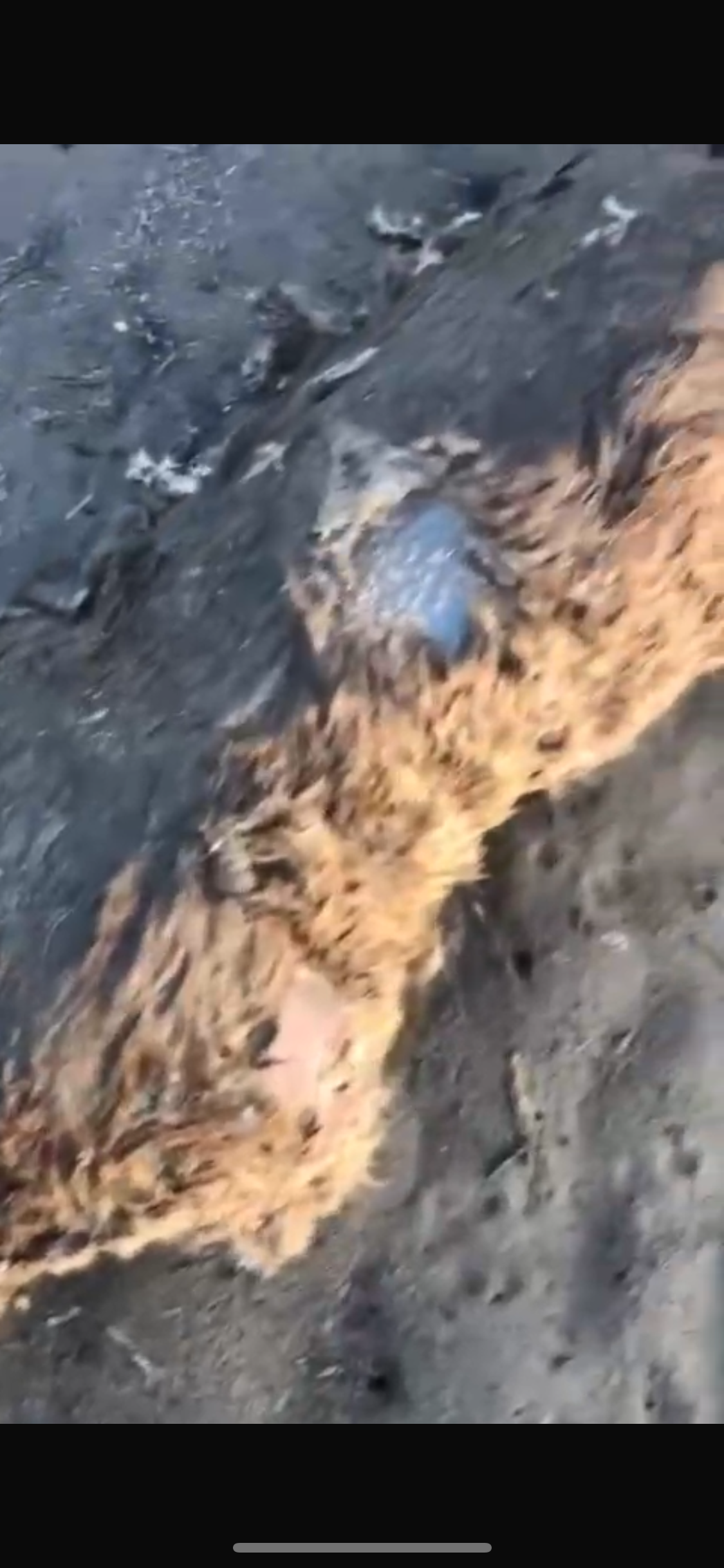 Muğla’da Ekolojik Alarm: Gökova Sahilinde Su Samuru Can Verdi