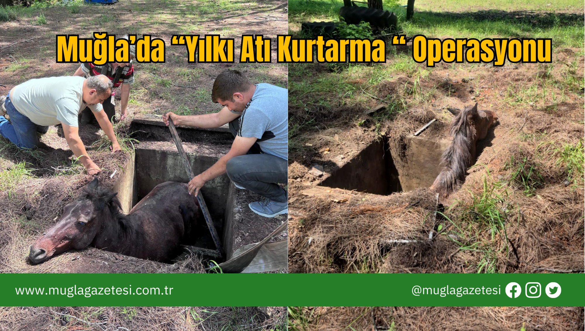 Muğla’da  “Yılkı Atı Kurtarma “  Operasyonu
