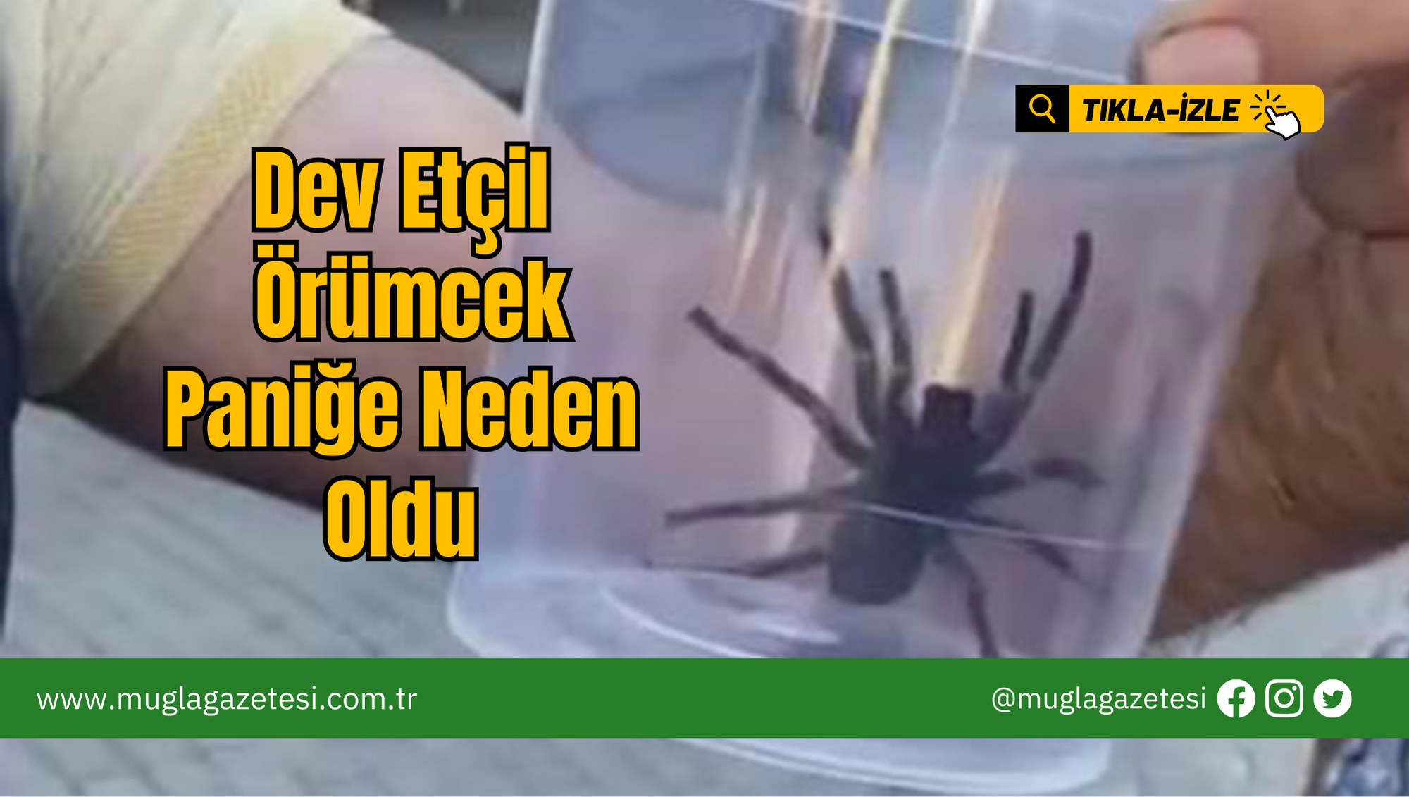 Dev Etçil Örümcek Paniğe Neden Oldu