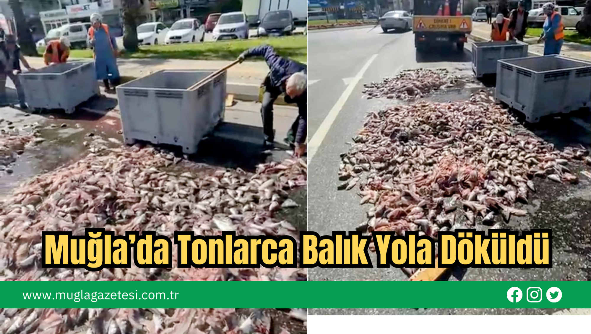 Muğla’da Tonlarca Balık Yola Döküldü